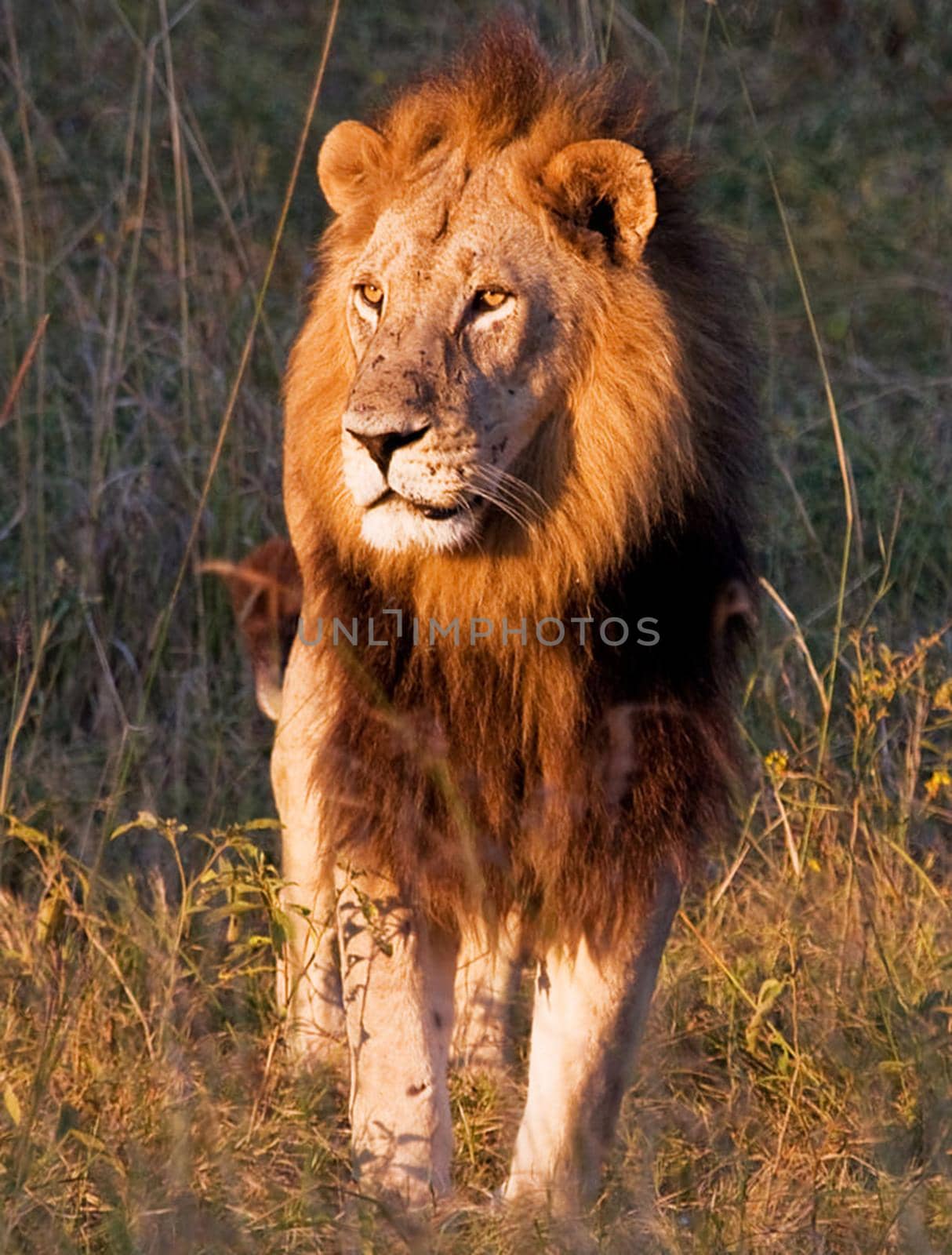 Beautiful Wildlife pictures of Moremi, Botswana