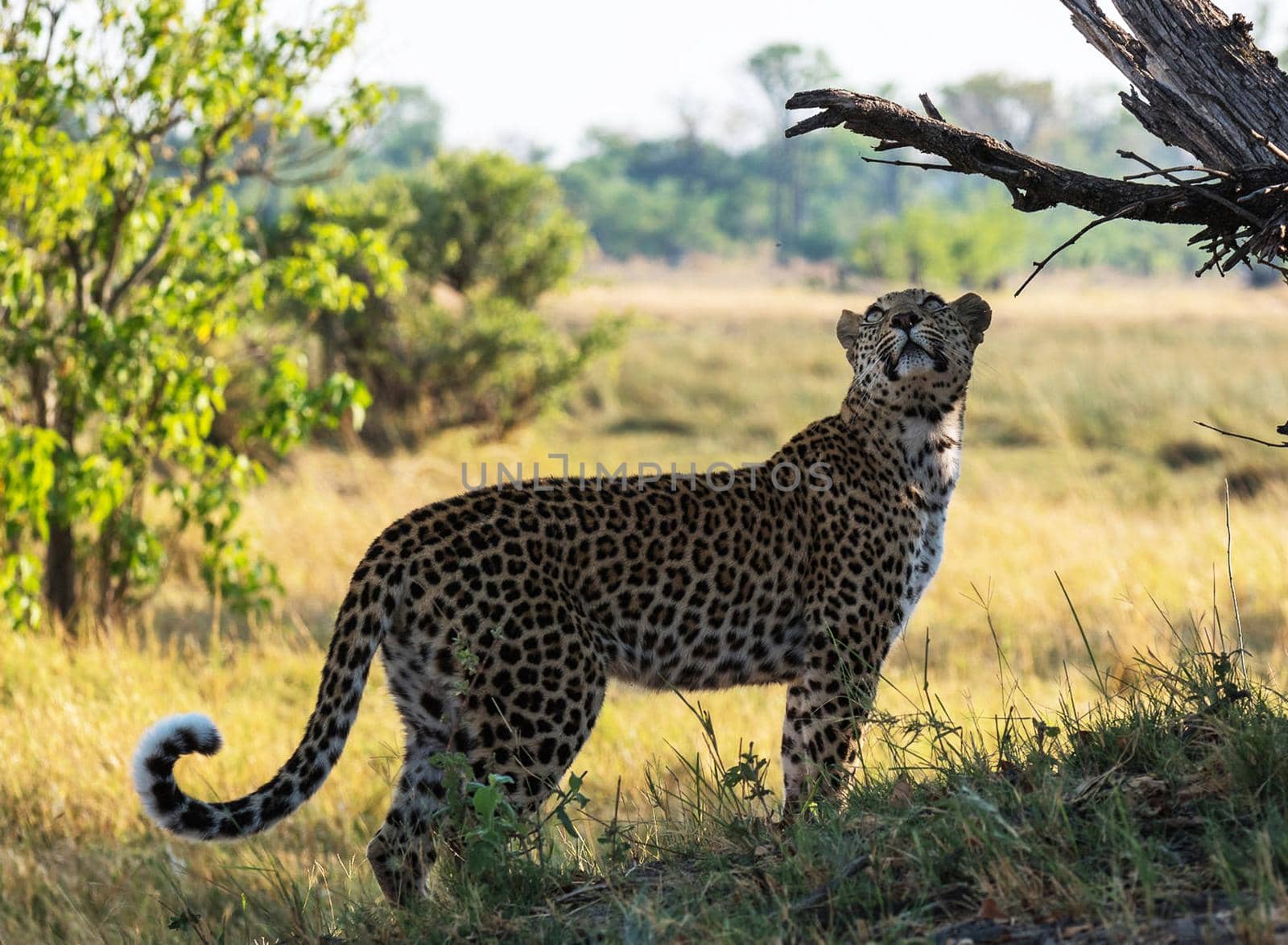 Beautiful Wildlife pictures of Moremi, Botswana