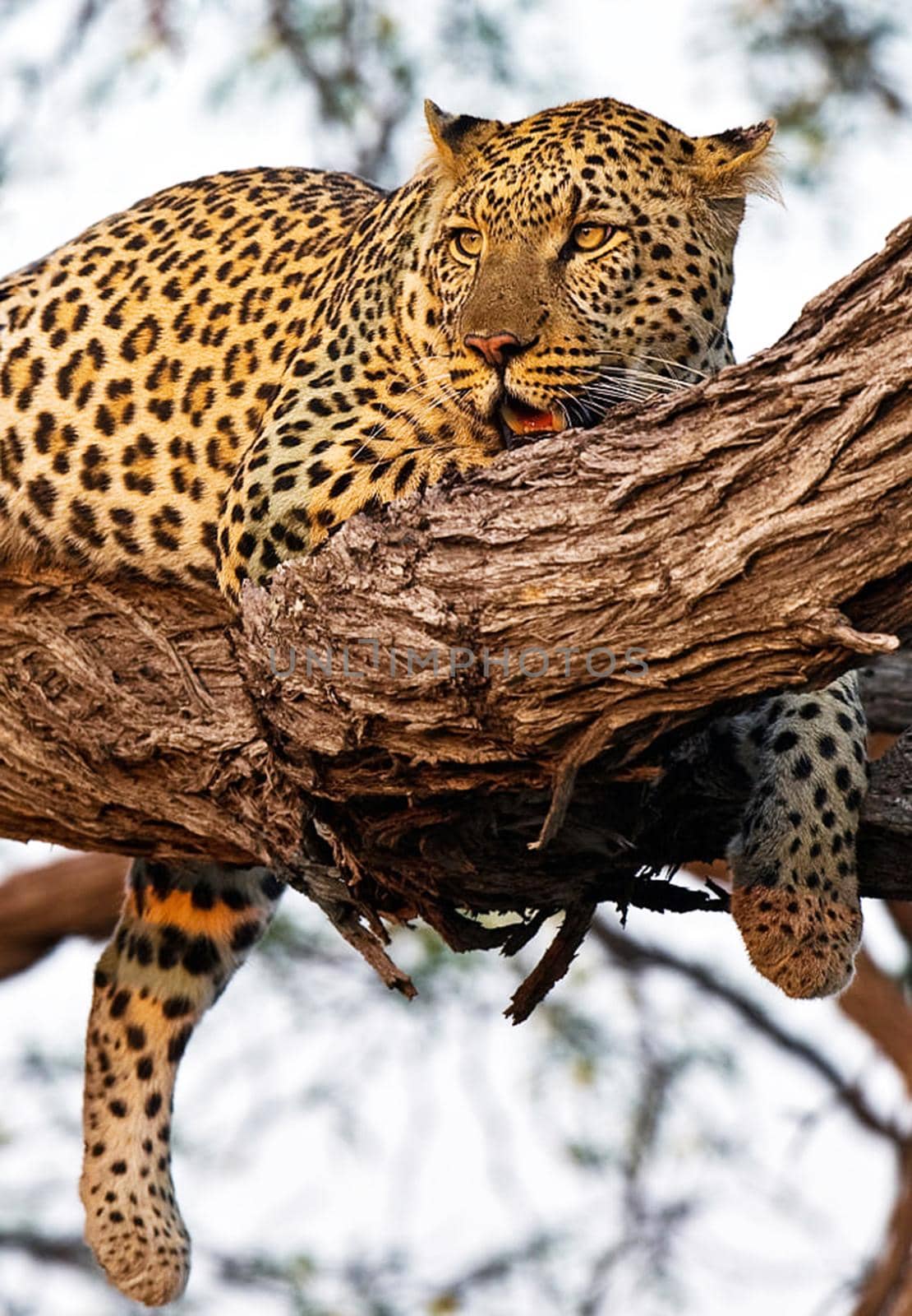 Beautiful Wildlife pictures of Moremi, Botswana