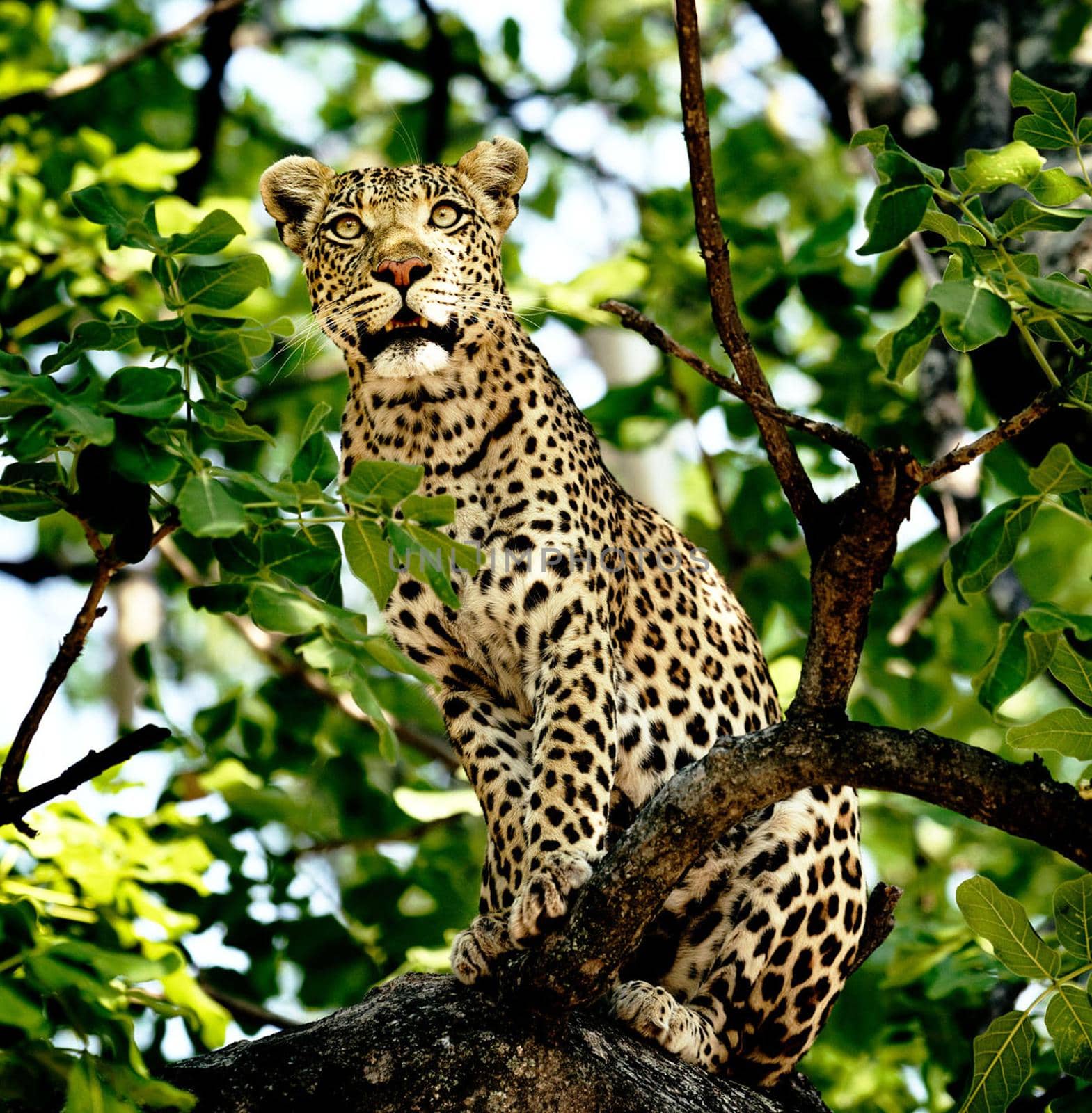 Beautiful Wildlife pictures of Moremi, Botswana