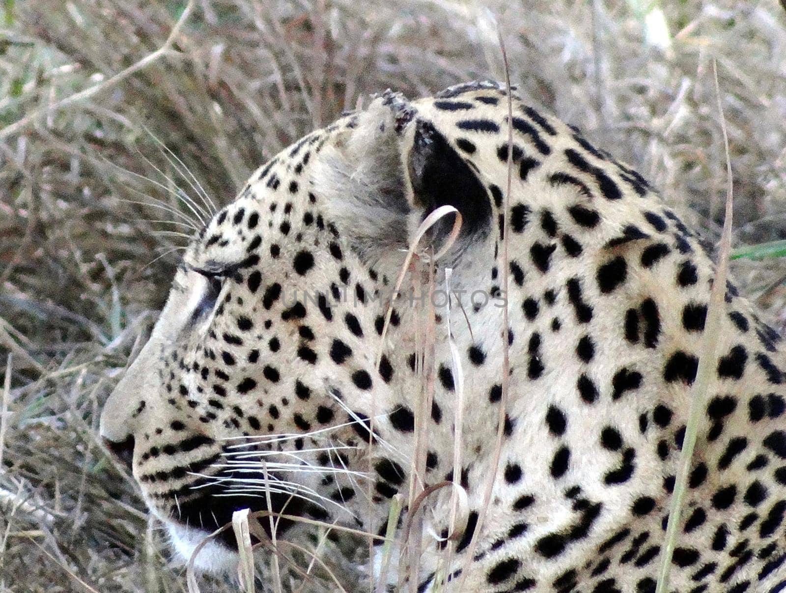 Beautiful Wildlife pictures of Moremi, Botswana