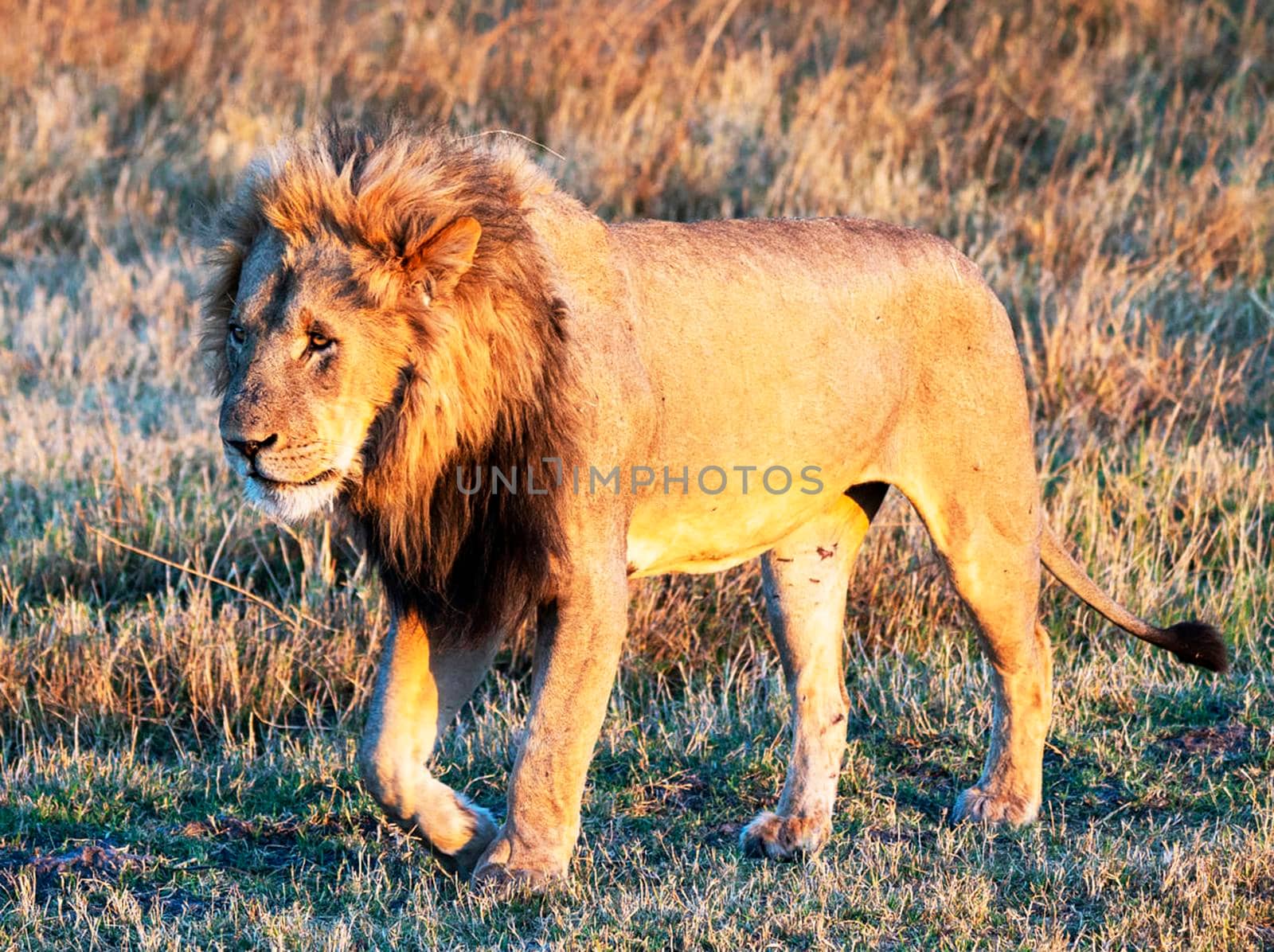 Creative Wildlife pictures of  Moremi, Botswana