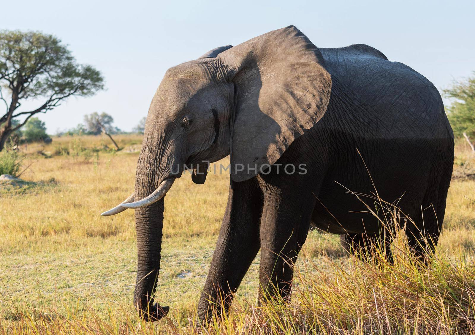 Creative Wildlife pictures of  Moremi, Botswana