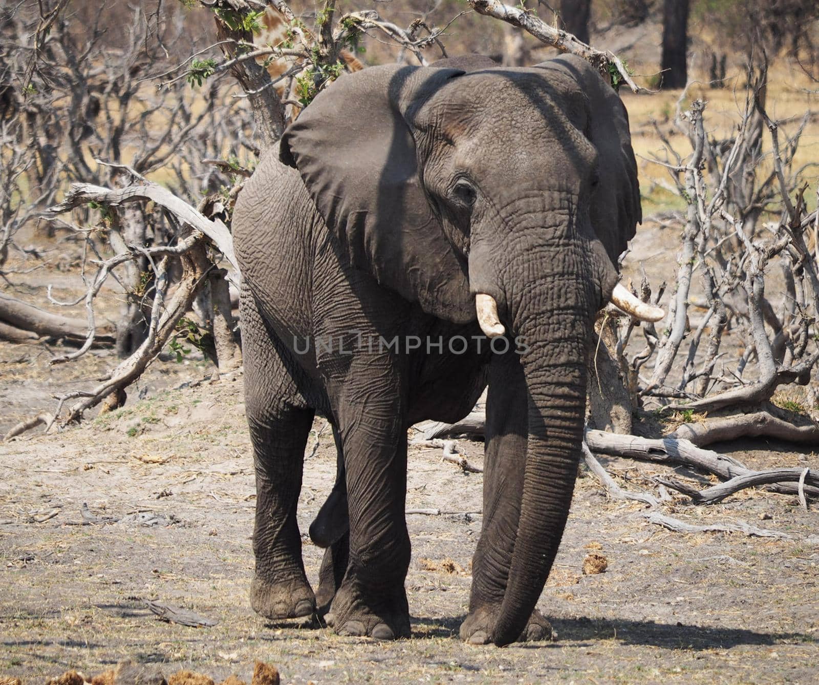 Creative Wildlife pictures of  Moremi, Botswana