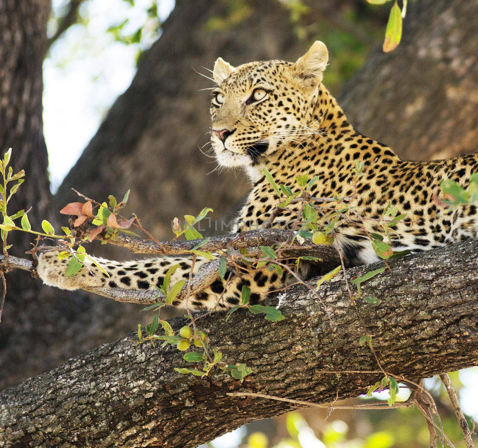 Creative Wildlife pictures of  Moremi, Botswana by TravelSync27