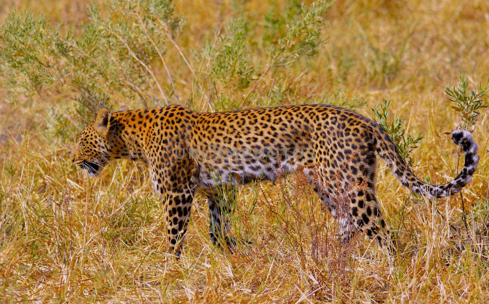 Moremi, Botswana wildlife  Pictures by TravelSync27