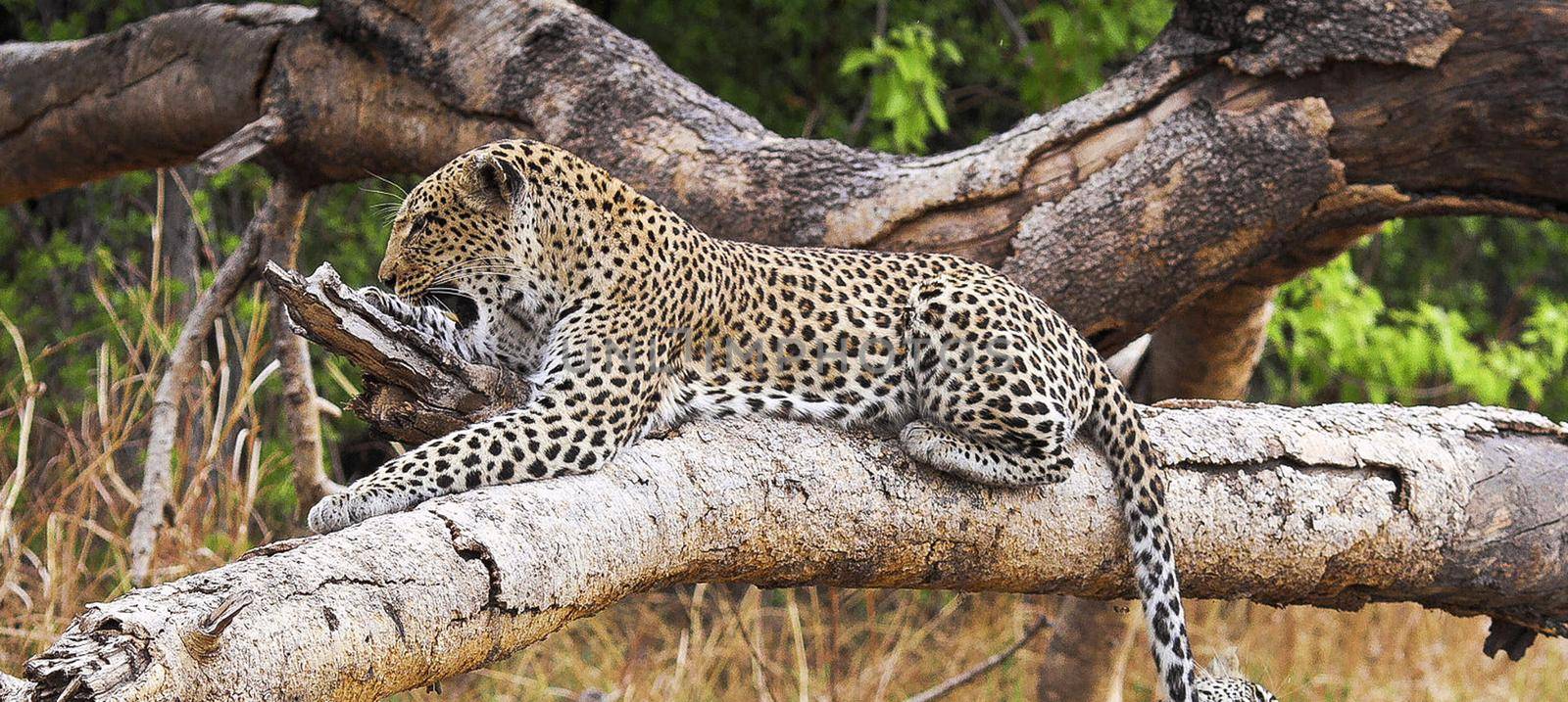 Moremi, Botswana wildlife  Pictures by TravelSync27