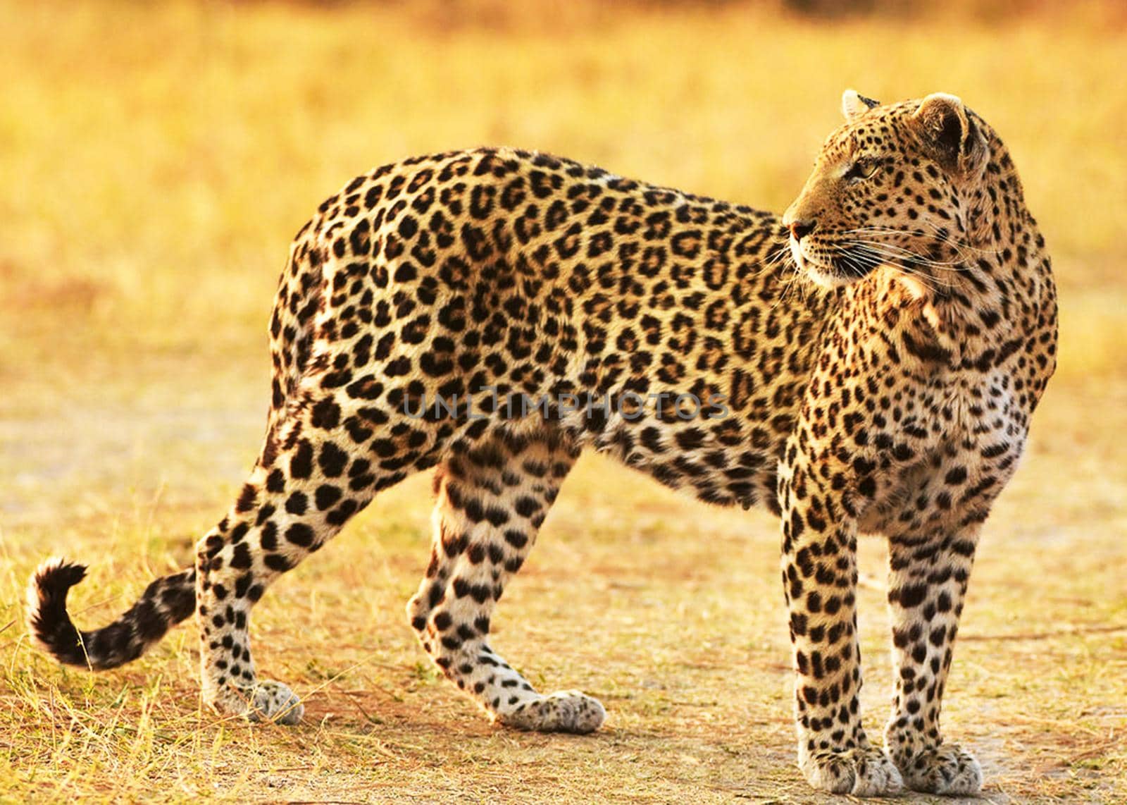 Moremi, Botswana wildlife  Pictures