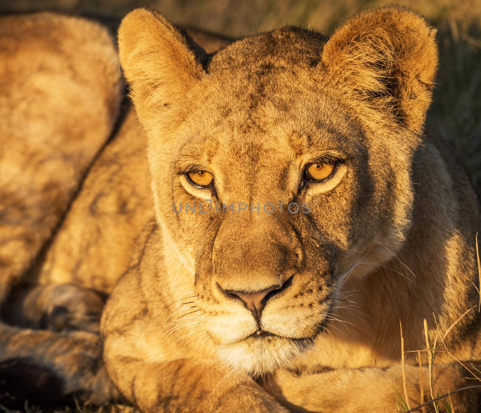 Moremi, Botswana wildlife  Pictures