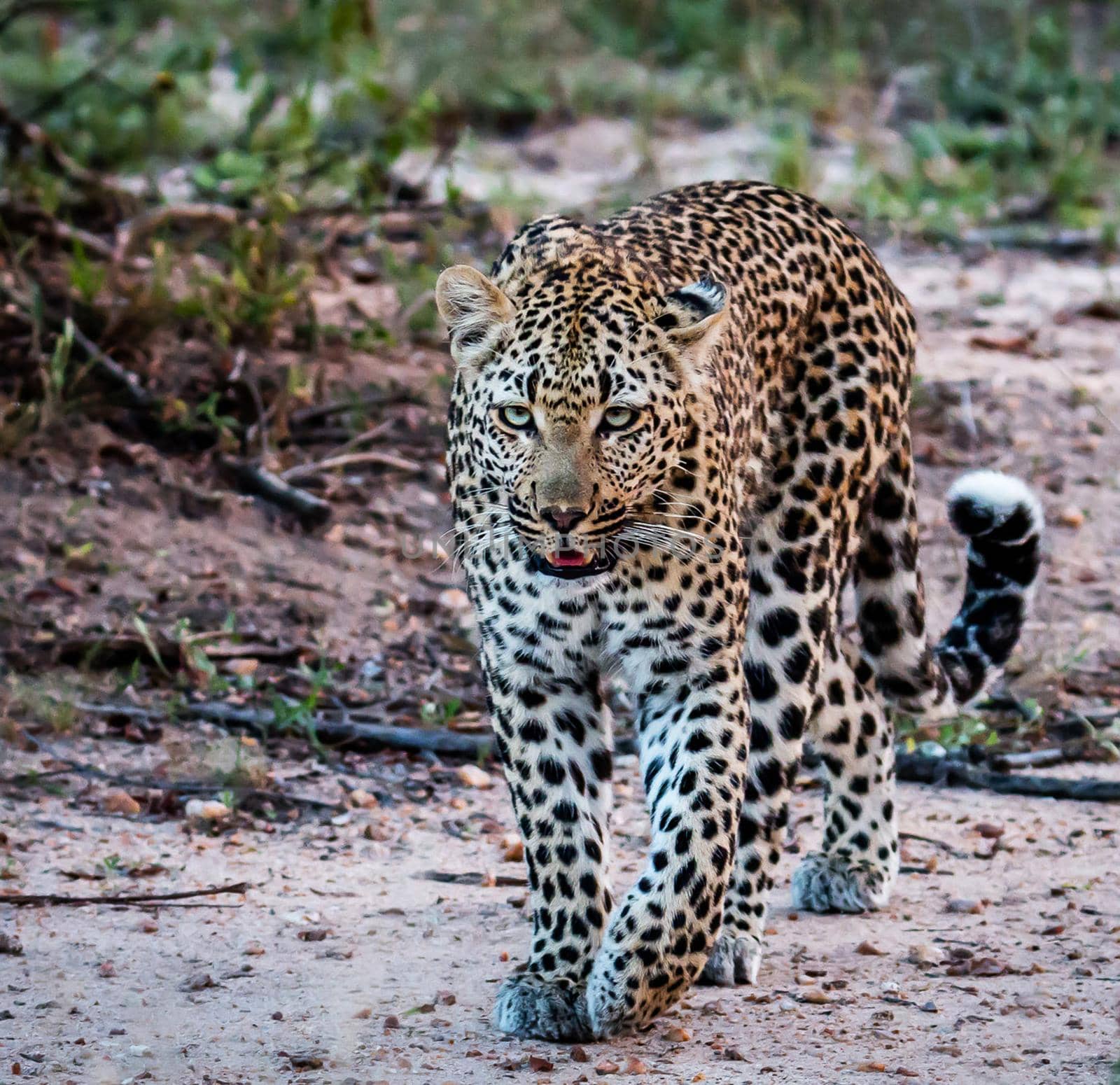 Moremi, Botswana wildlife  Pictures