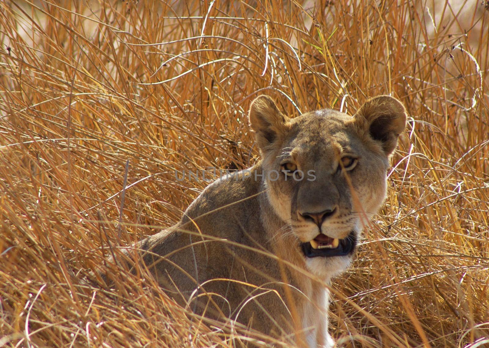 Moremi, Botswana wildlife  Pictures