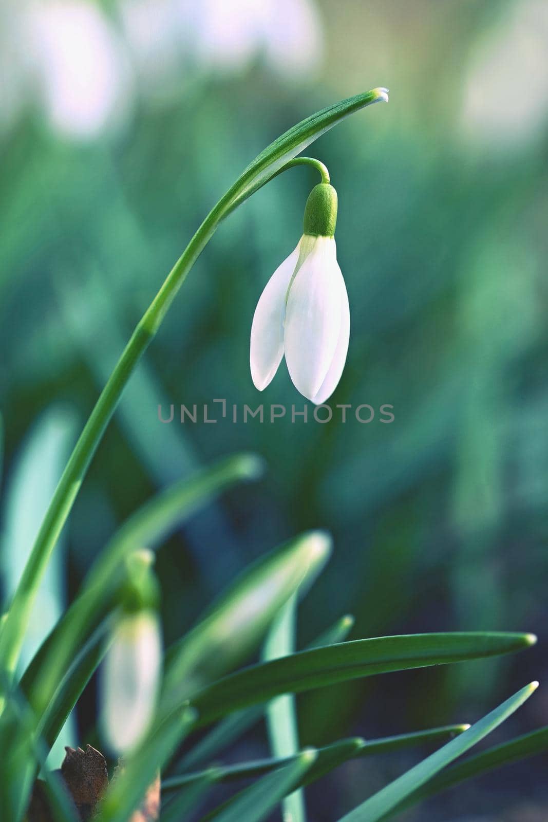 Spring background with flowers. The first spring flowers - snowdrops in the grass.  (Amaryllidaceae - Galanthus nivalis) by Montypeter