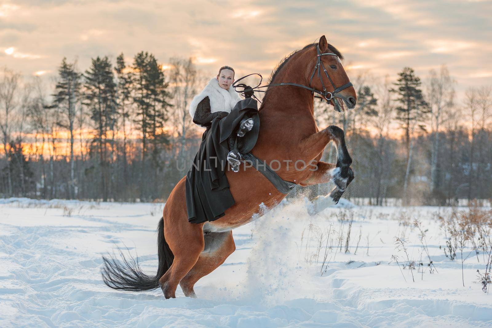 A girl in a white cloak rides a brown horse in winter. Golden hour, setting sun. The horse rears up.