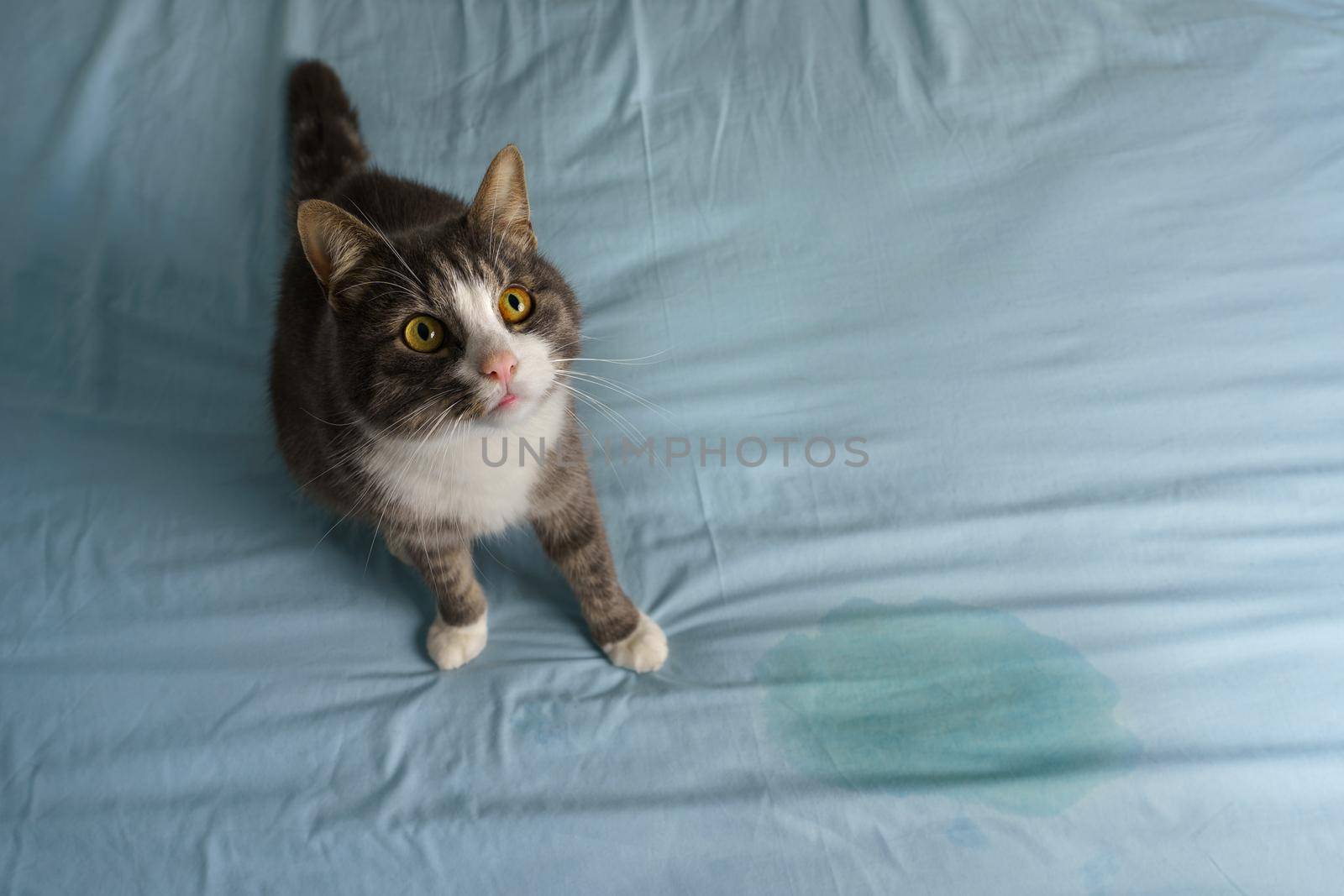 Domestic cat sitting near wet or piss spot on the bed. Cat peeing or urinating on bed. High quality photo