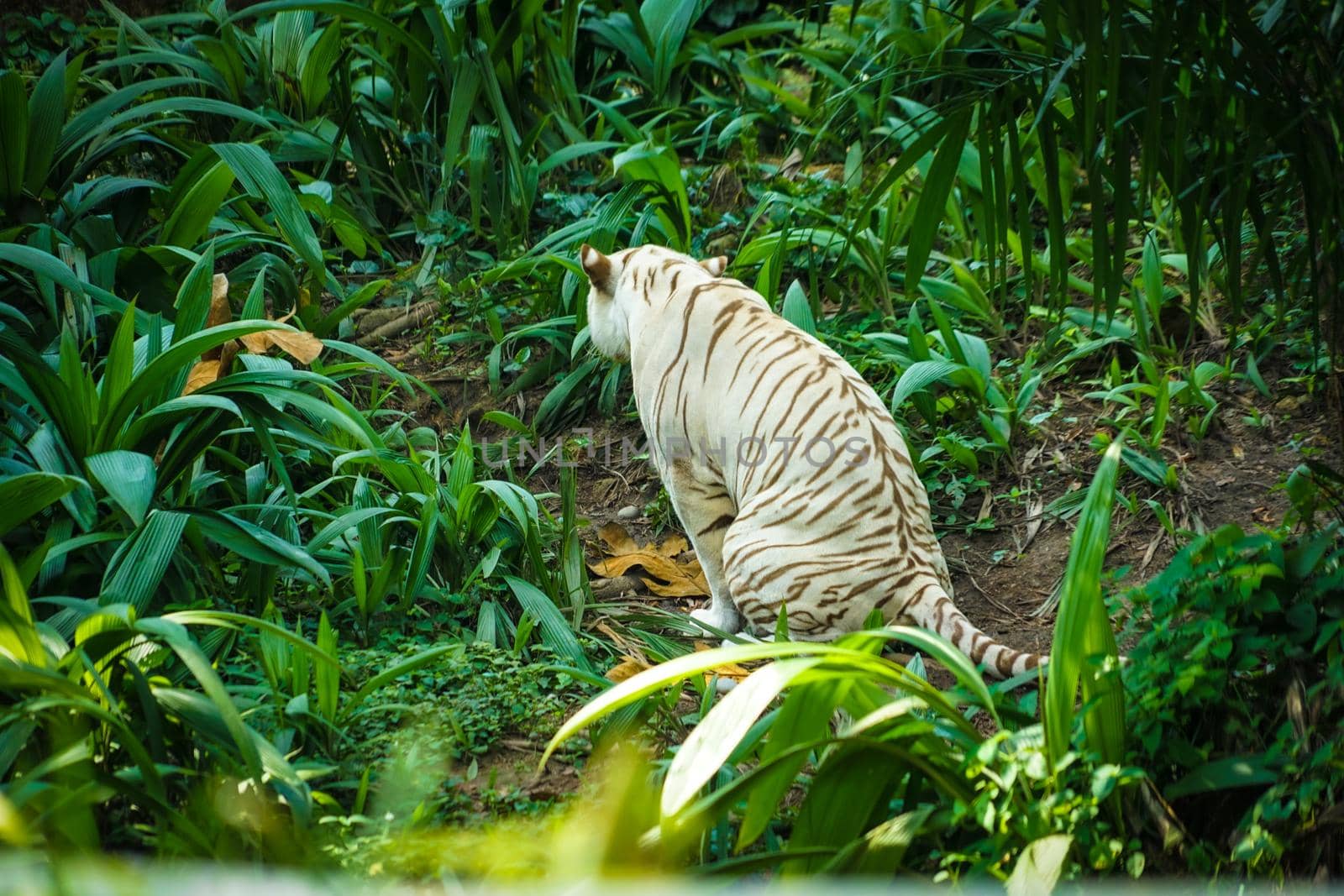 White tiger in jungle. Shooting Location: Singapore