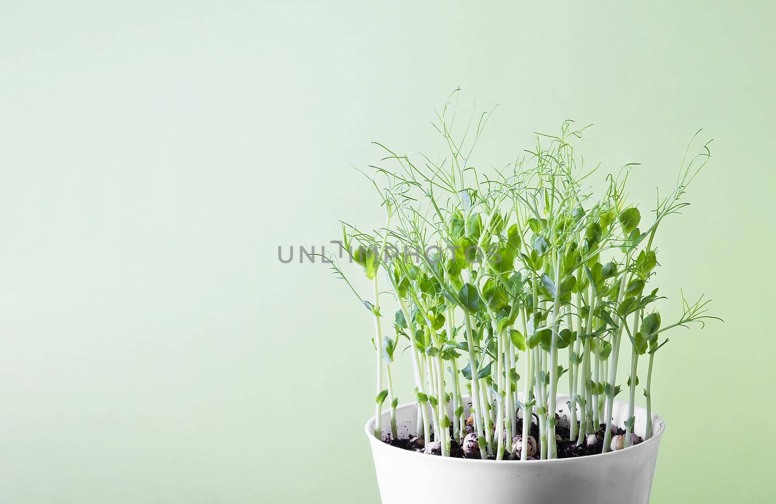 Green pea microgreen sprouts in a white flower pot on a light green background. Healthy healthy food, vegetarianism. Selective focus.
