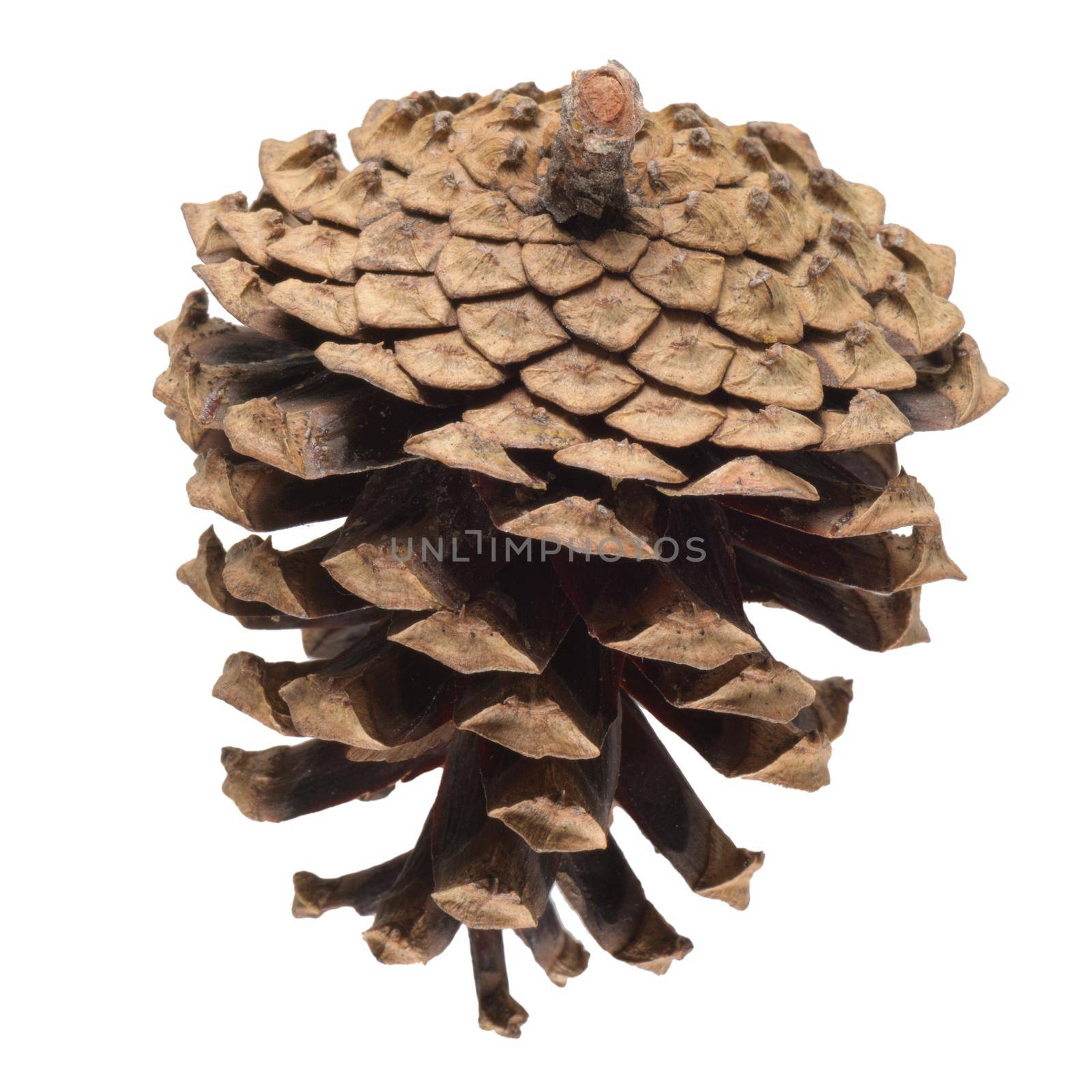 Pine cone  by homydesign