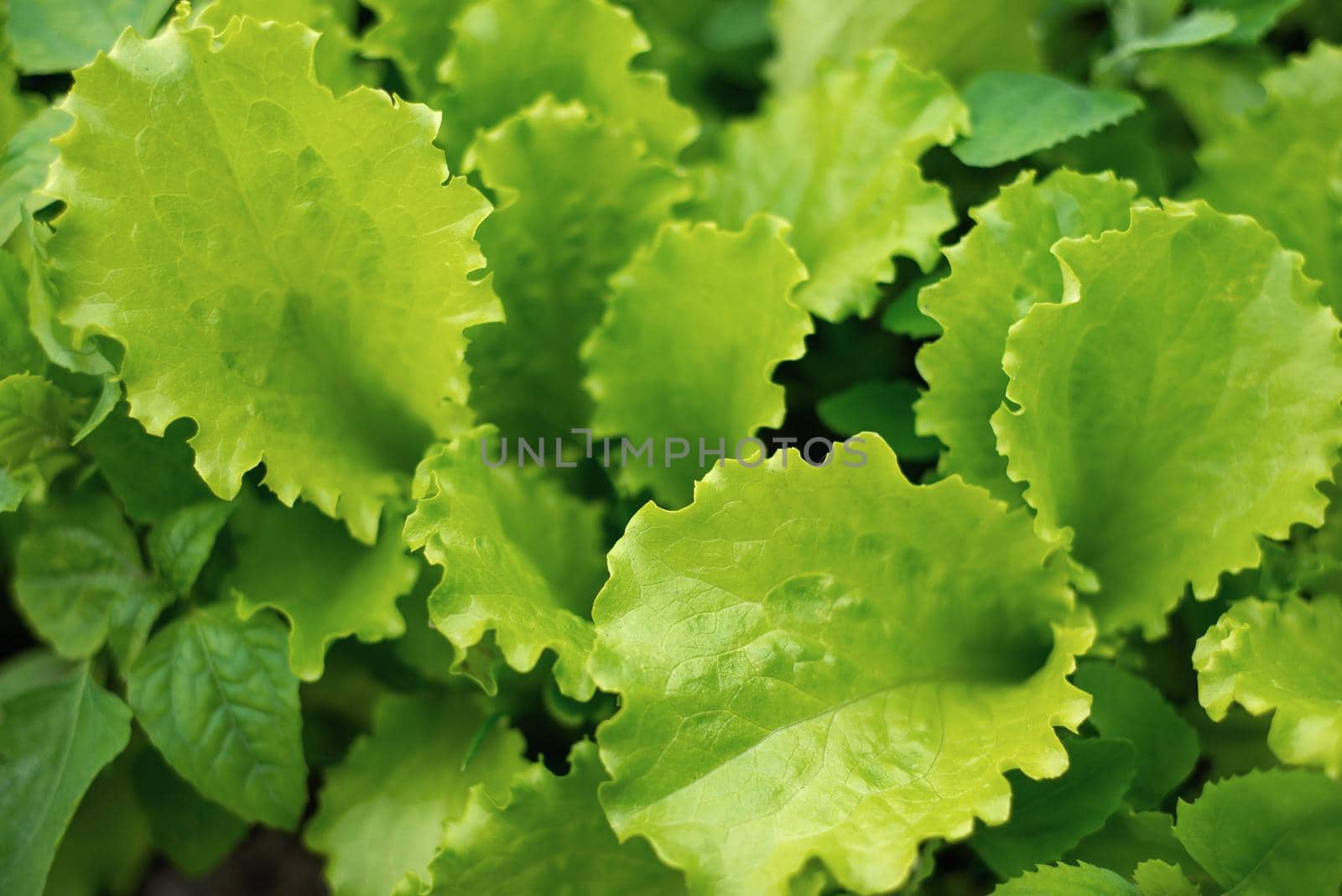 green lettuce leaves grow in the garden