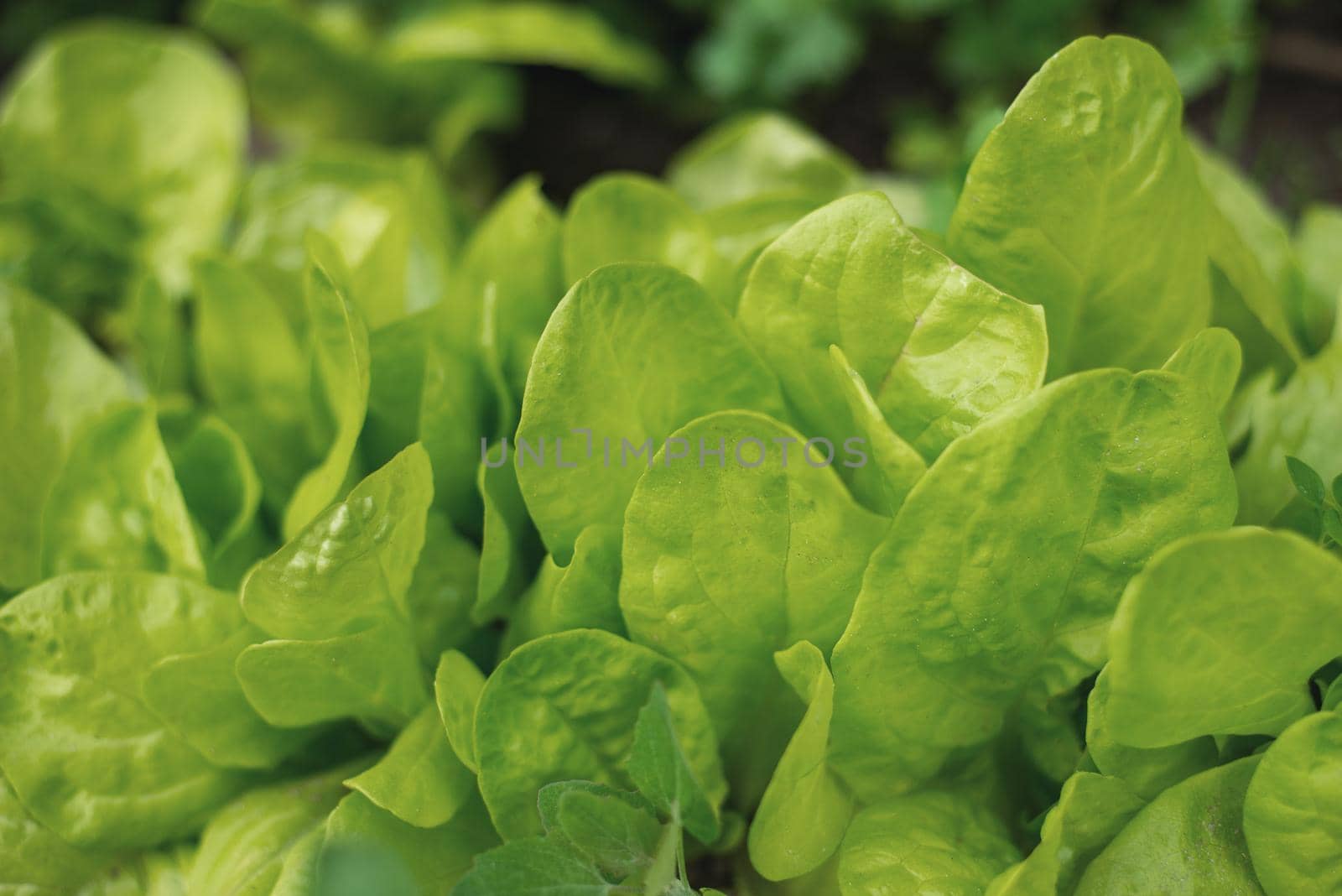 lettuce leaves grow in the garden by ozornina
