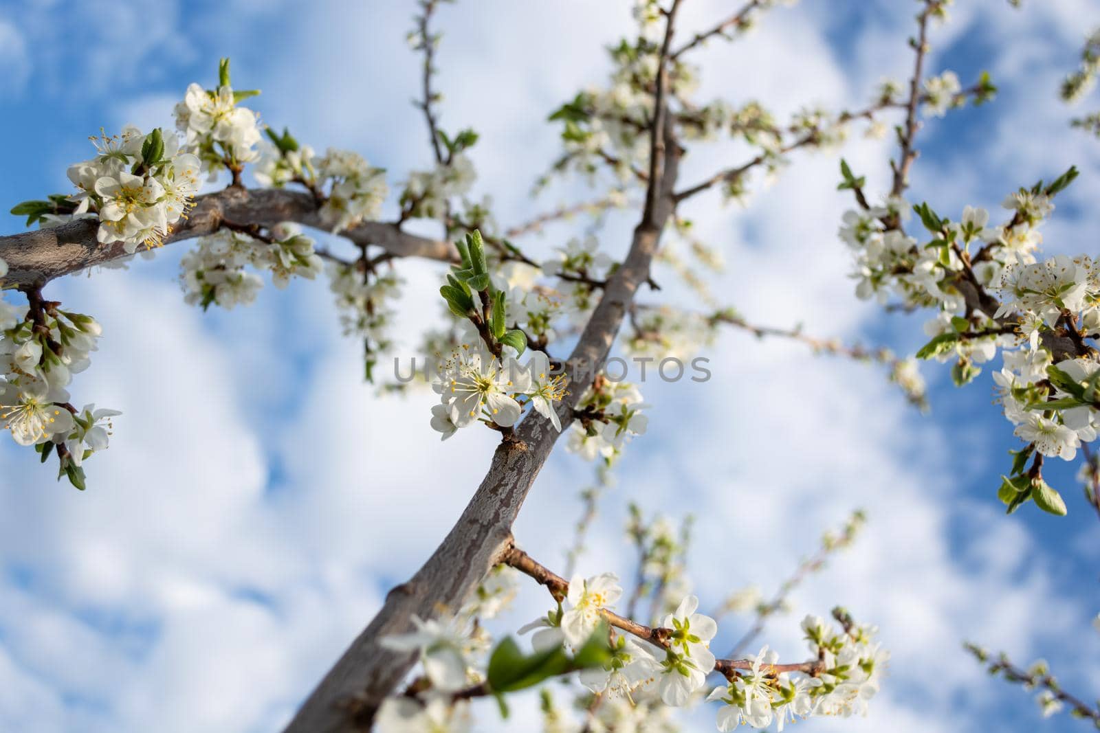A large plum branch covered with white flowers growing towards the clouds. Spring garden. Bottom view.