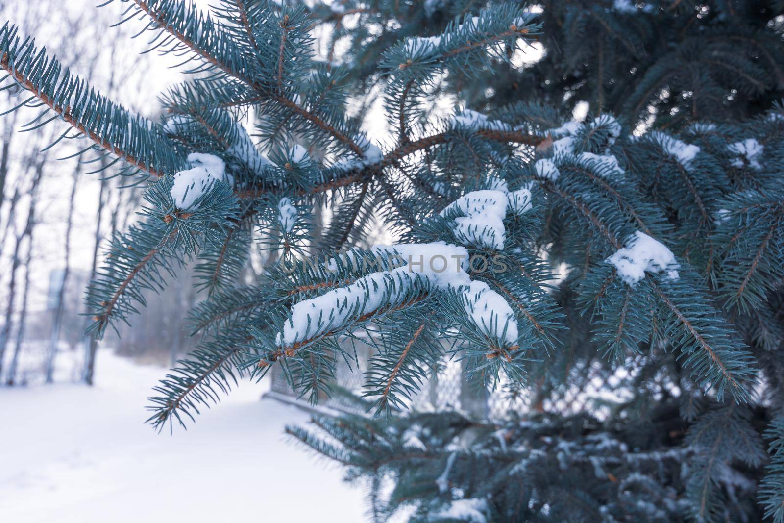 Branches with blue spruce needles against the backdrop of a snow covered street. Close-up.