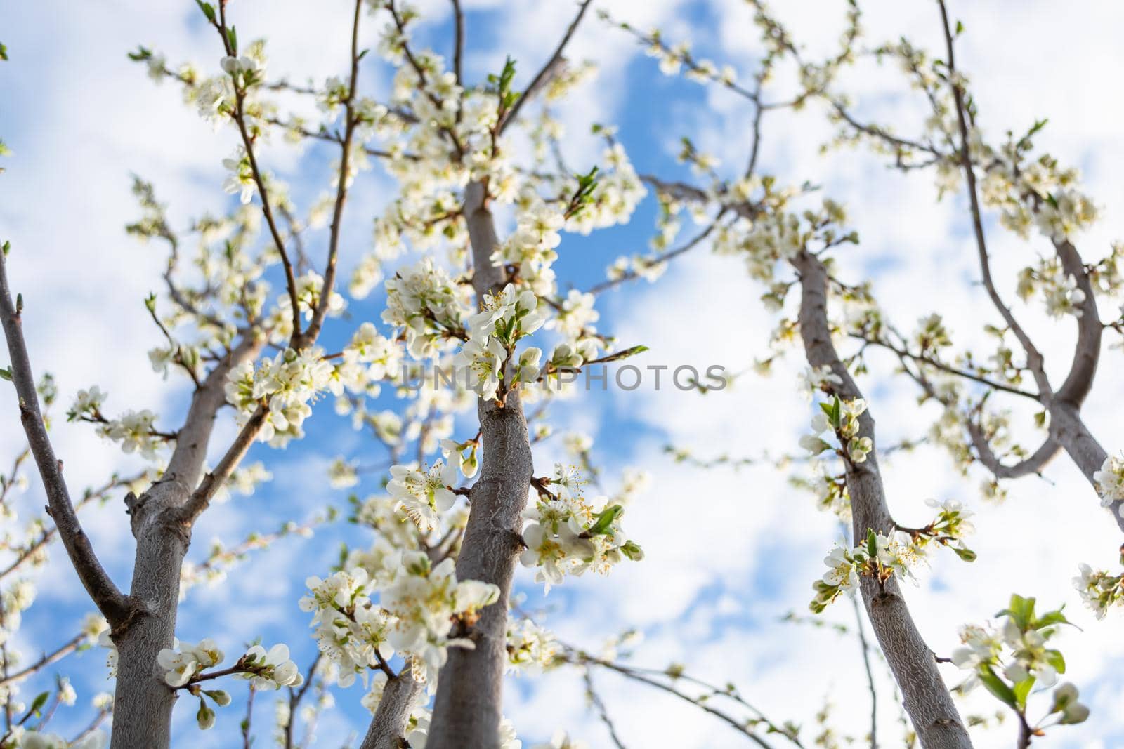 Blossoming plum branches reach up to the sky. White flowers of a fruit tree. Spring in the garden.