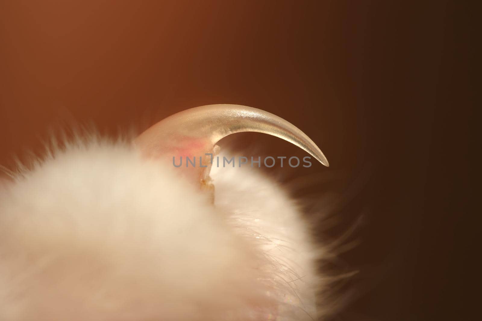 Closeup or macro photo of long and sharp cat claw. High quality photo