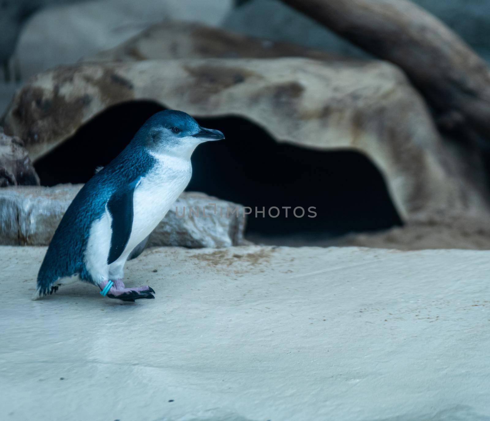 Penguin Group Leaping into Ocean