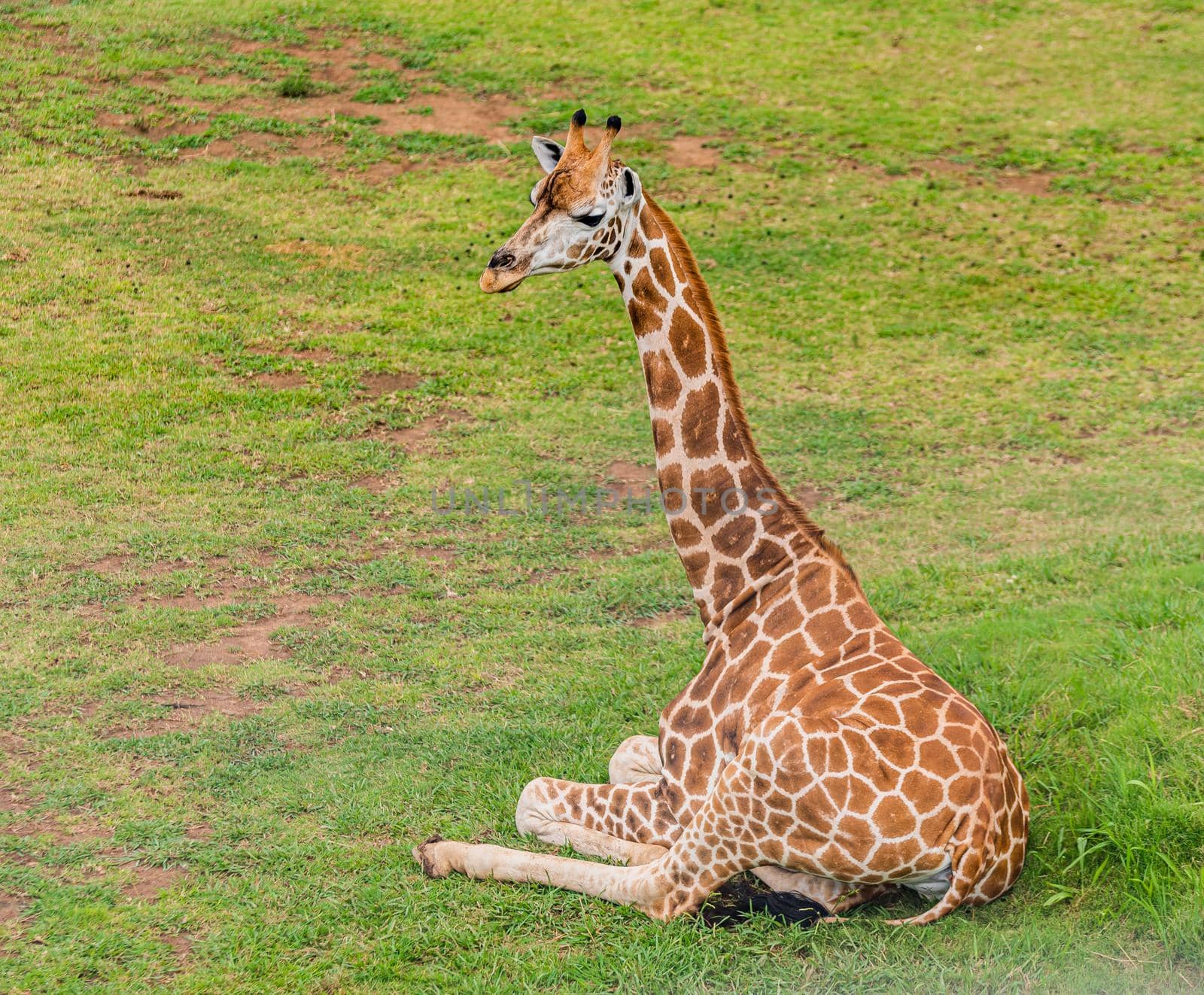 Close-up of a giraffe in front of some green trees, looking at the camera