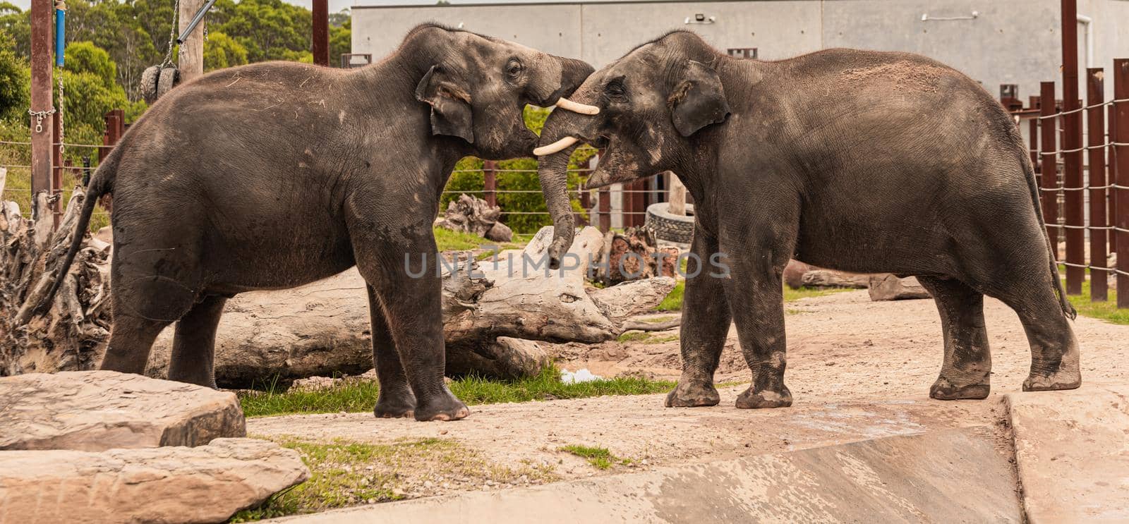 elephants fight, Two young elephants playing in fight