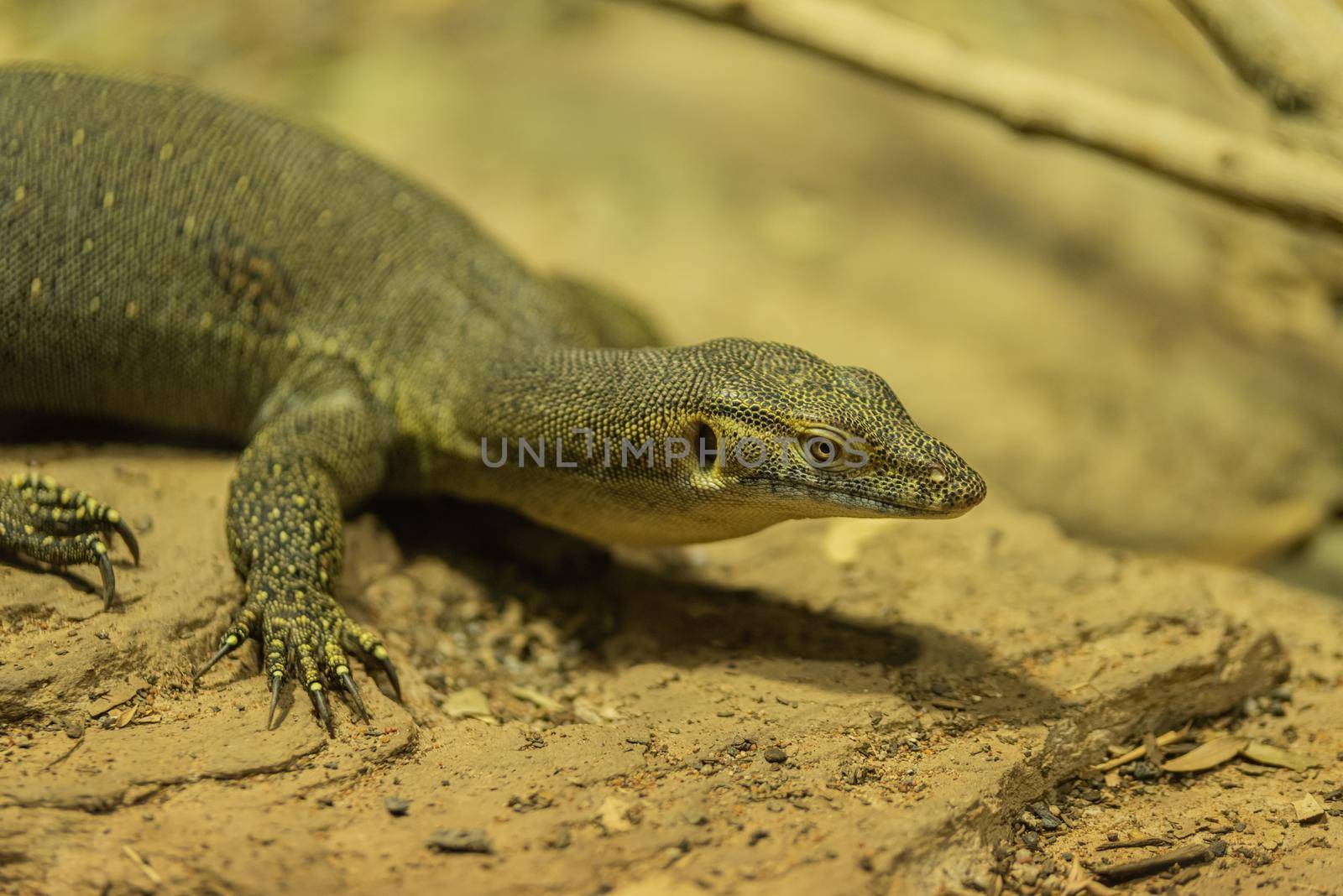 Komodo dragon as know lizard waiting to pounce