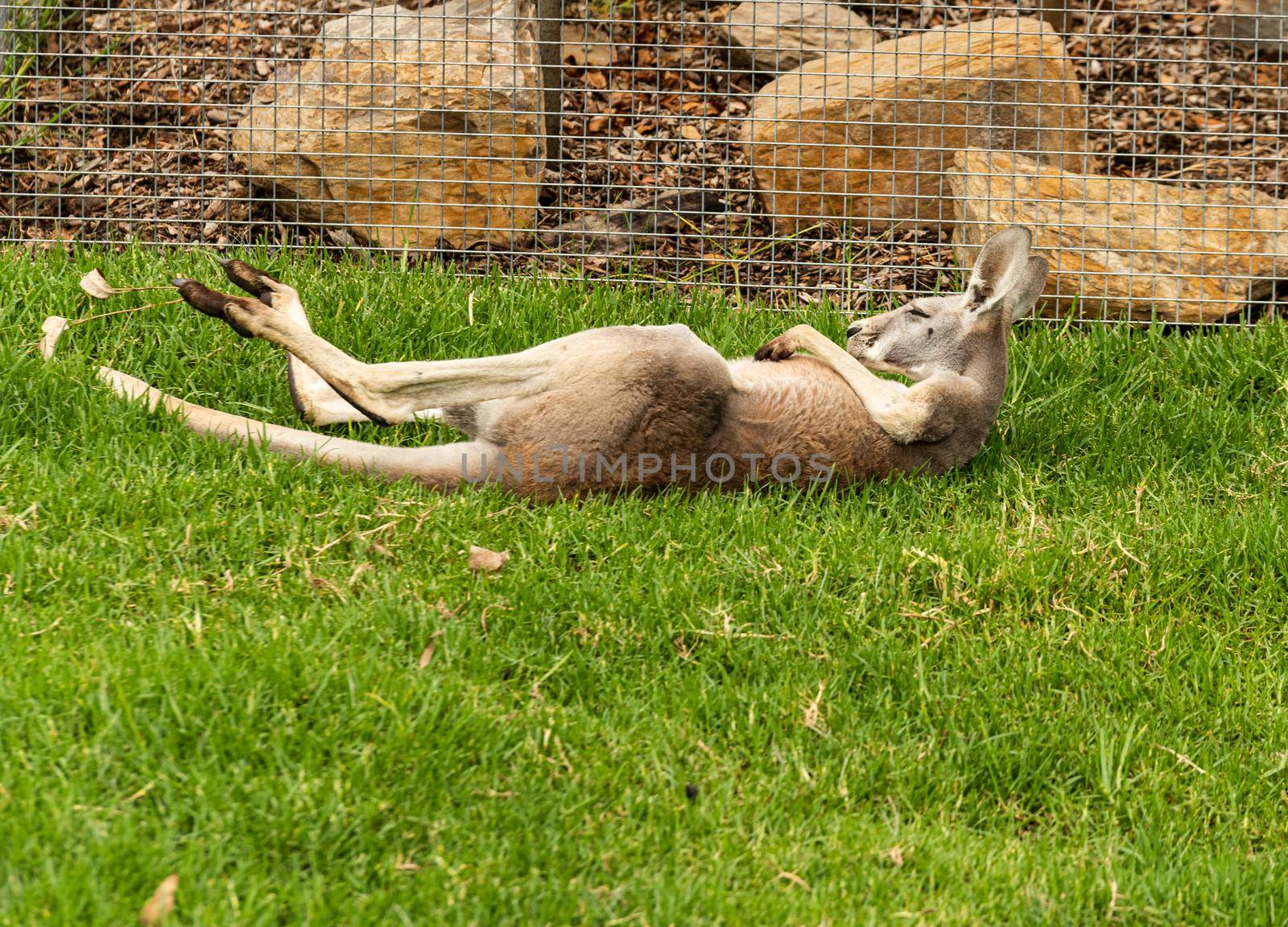 Photo of a kangaroo lying down