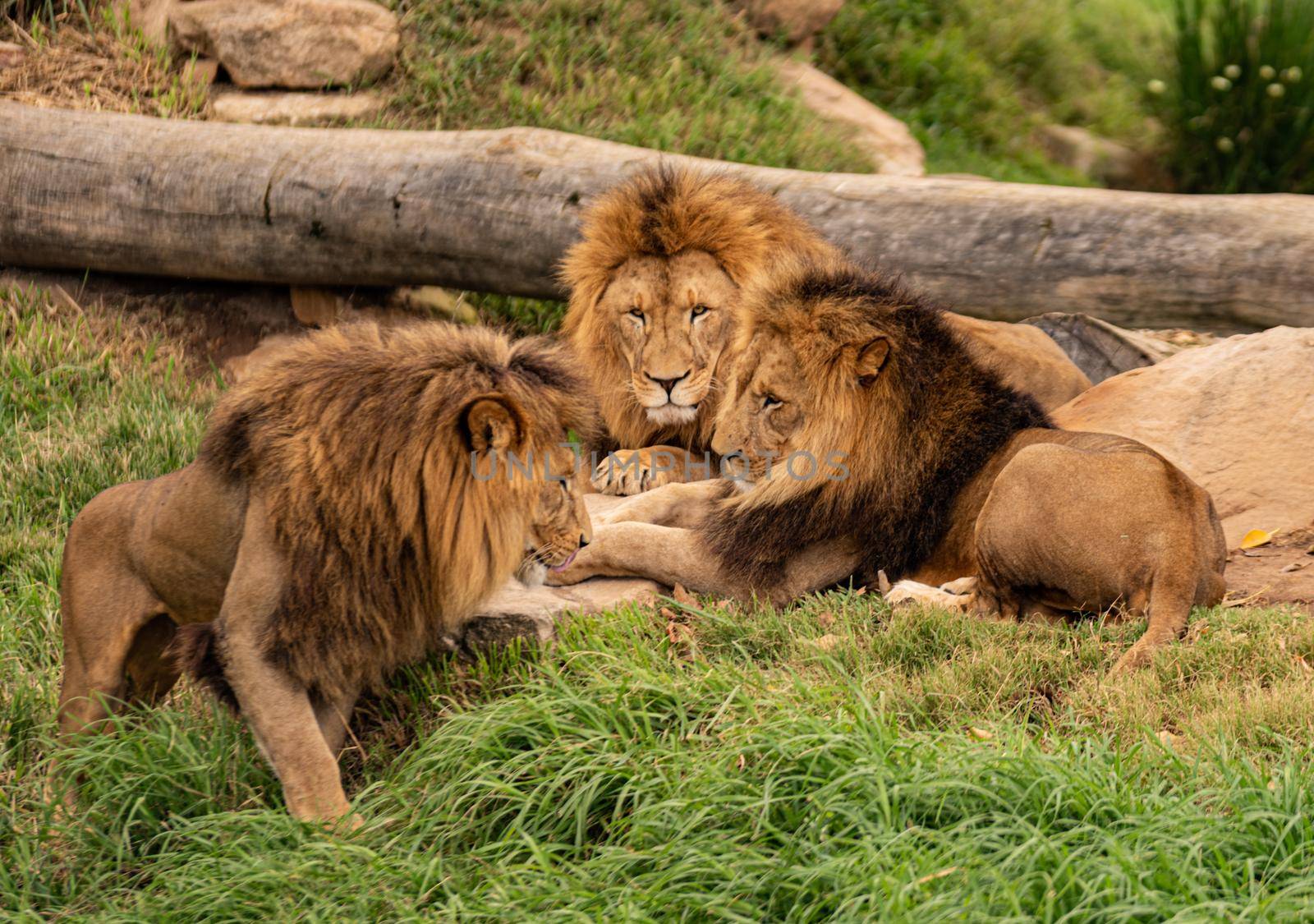 Group of Lions are doing meeting