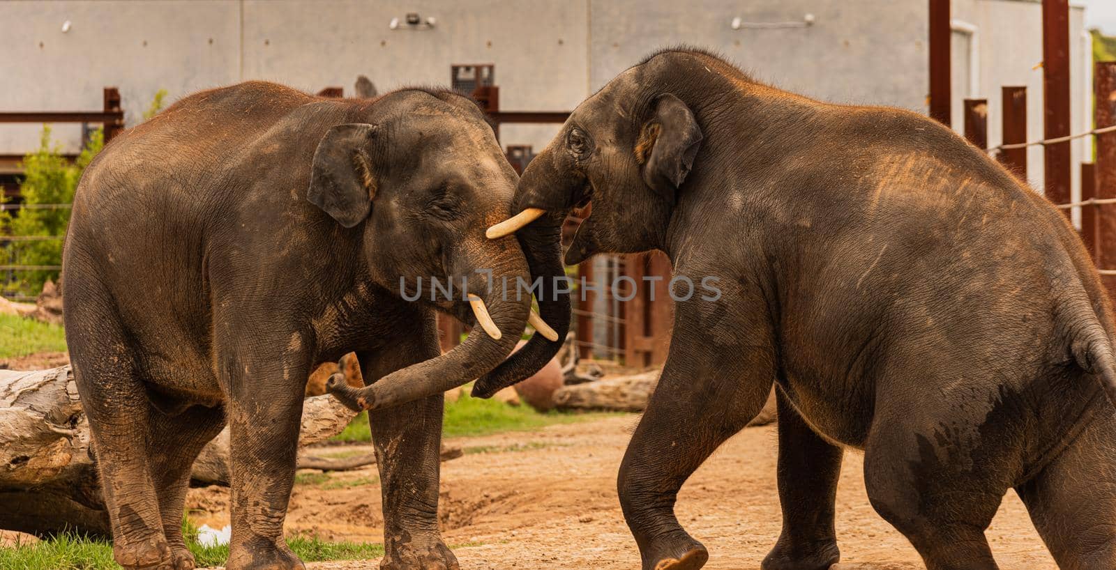 Two young elephants playing near the edge of Cage