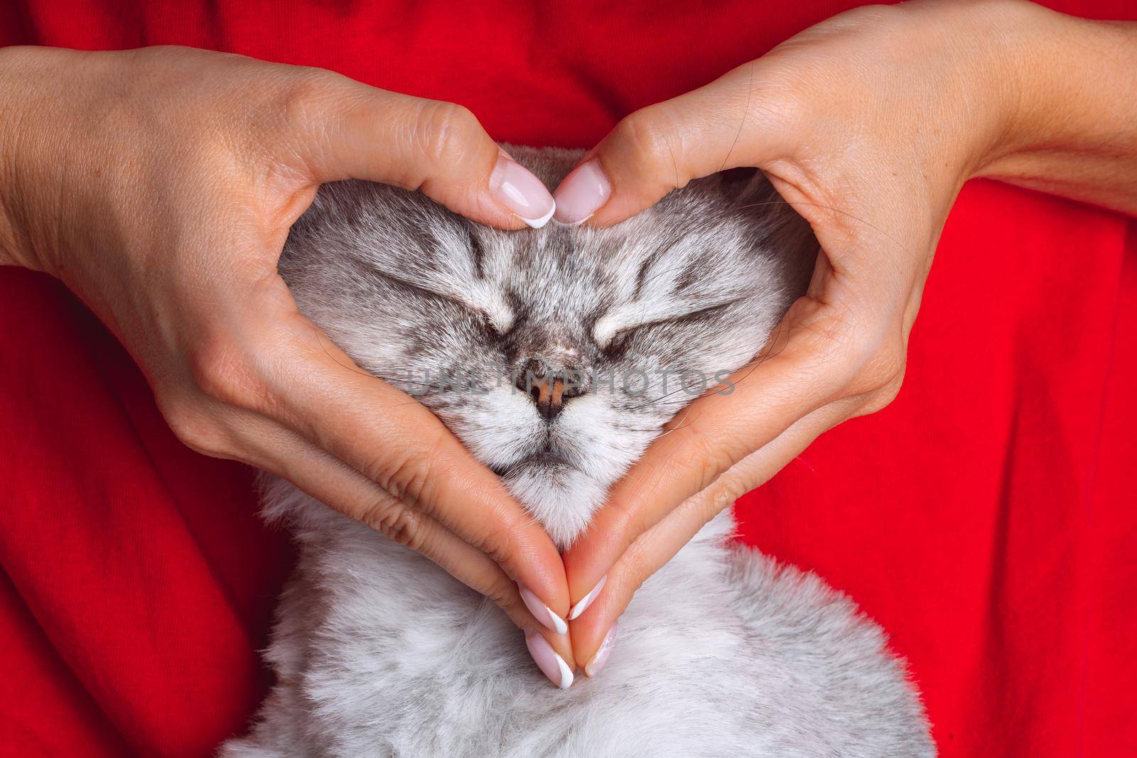 Woman holding her lovely cute grey cat face and making a heart shape with her hands. Love for the animals. Pets and people lifestyle. Valentine's day concept. High quality photo