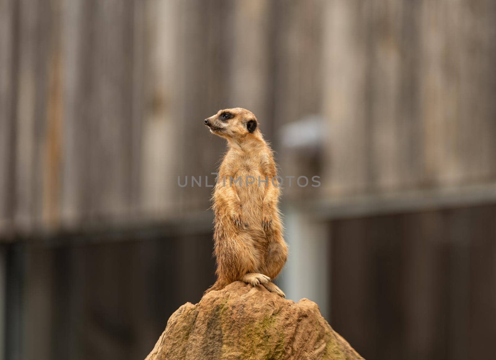 Meerkat on the top of the stone