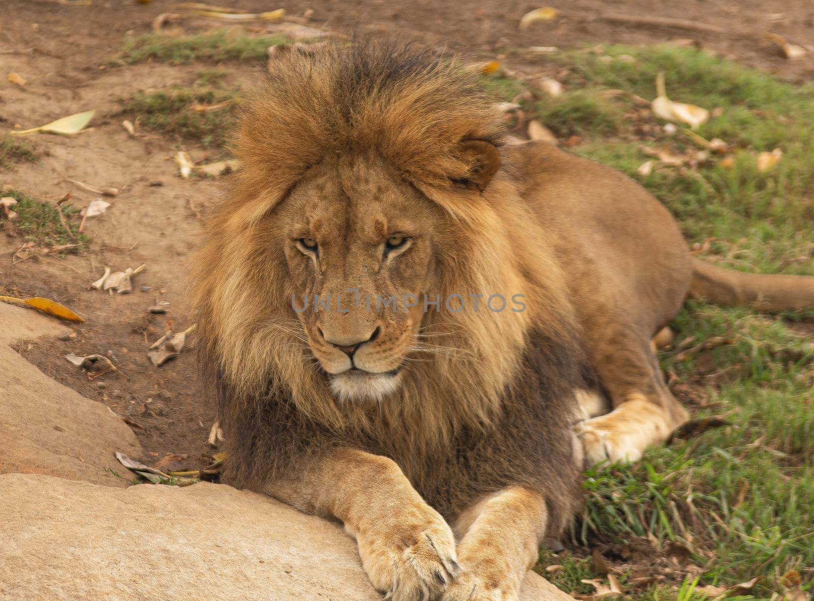 A lion close up image by Yagyaparajuli