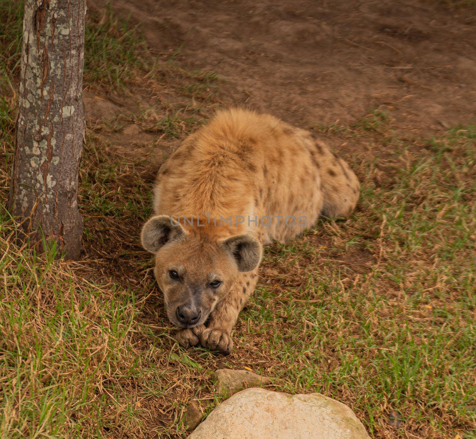 spotted hyaena returning to the den after a long night out