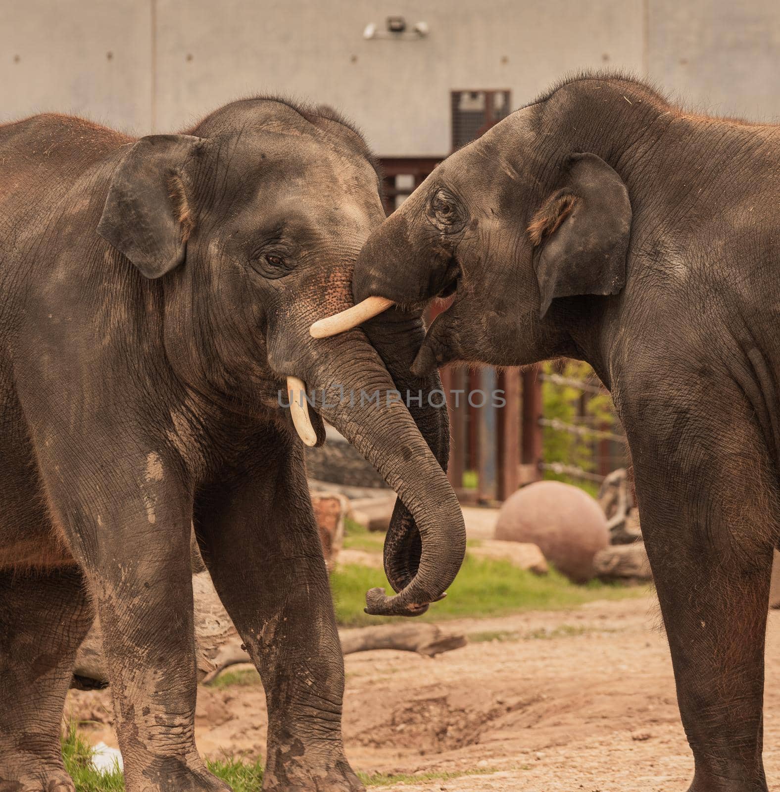 Young Elephants playing in the game reserve