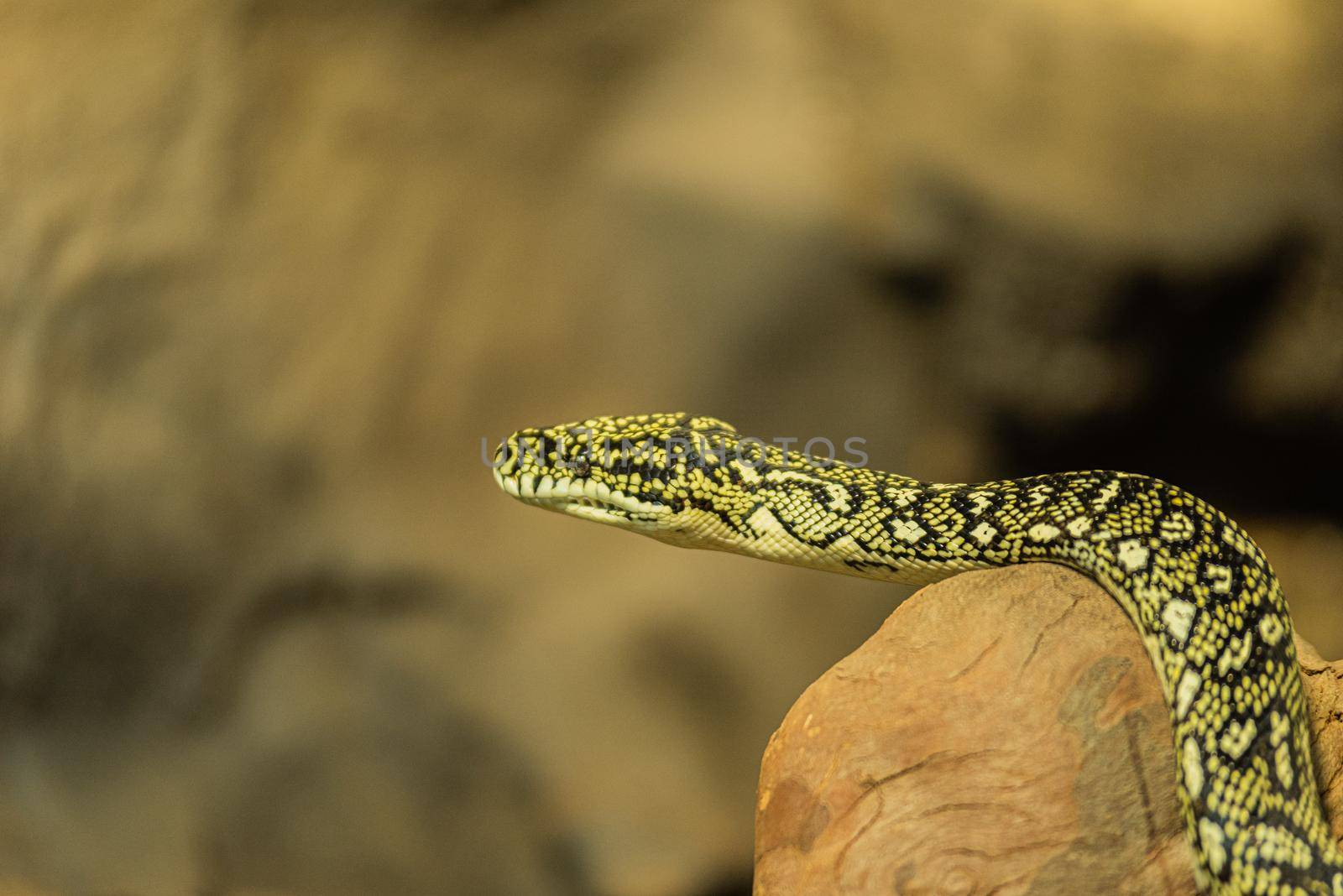 Head of snake by Yagyaparajuli