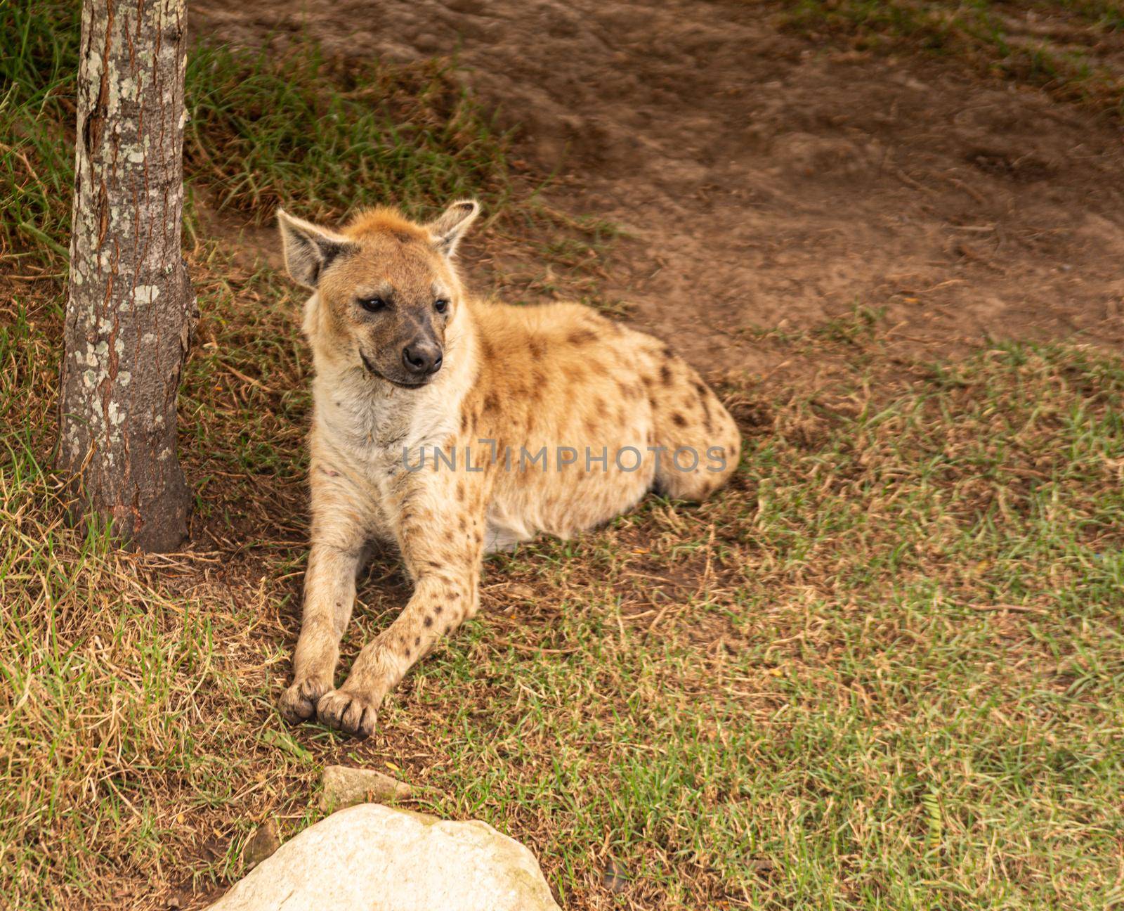 Spotted hyena also known as the laughing hyena.