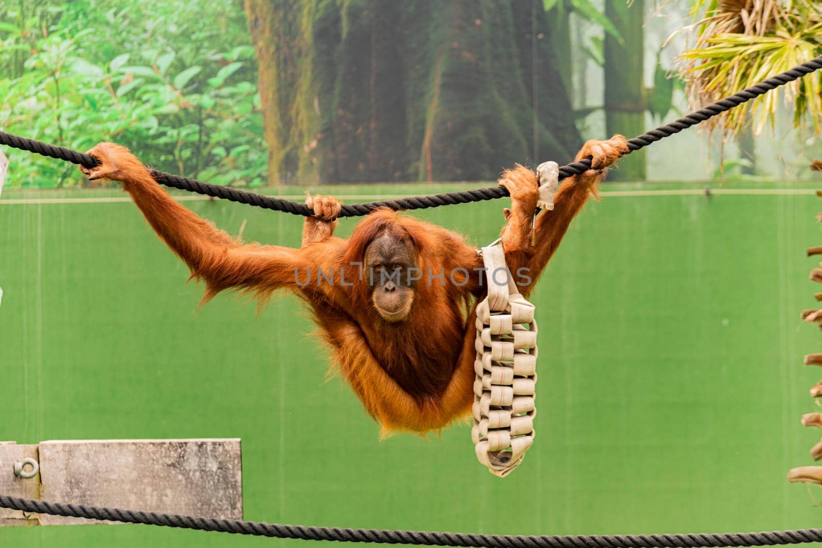 orangutan swinging on rope in a funny pose