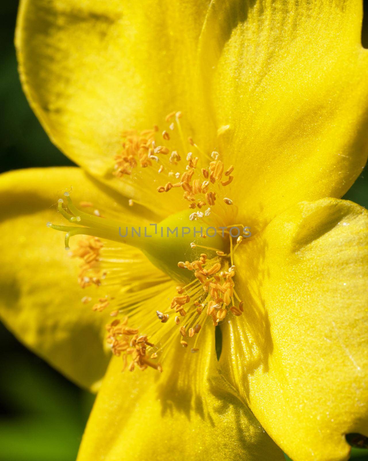 Close up image of goldencup (Hypericum patulum)