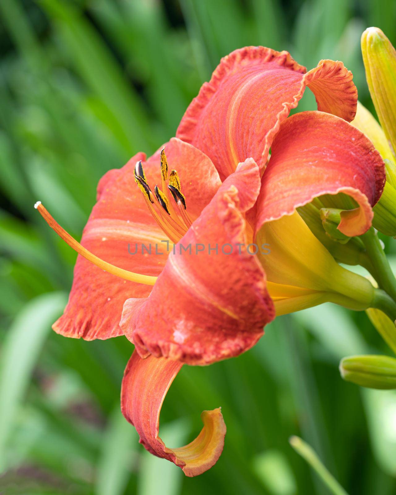 Day lily (Hemerocallis), close up of the flower head