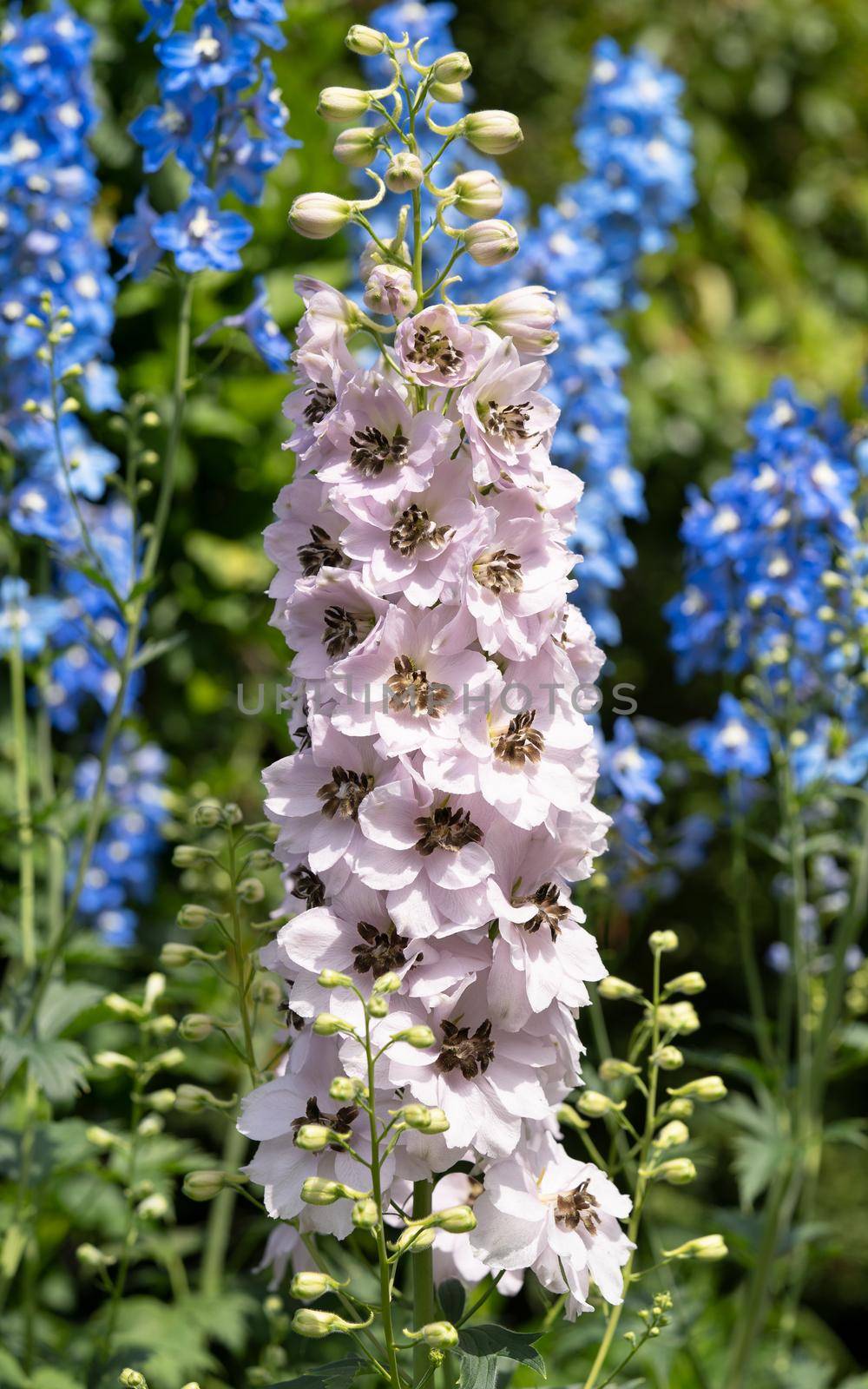 Candle larkspur (Delphinium elatum), close up of the flower head