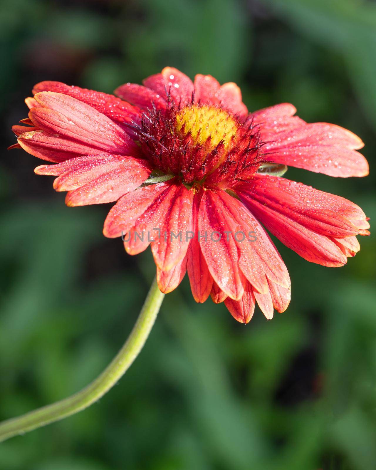 Close up image of blanket flower (Gaillardia grandiflora)