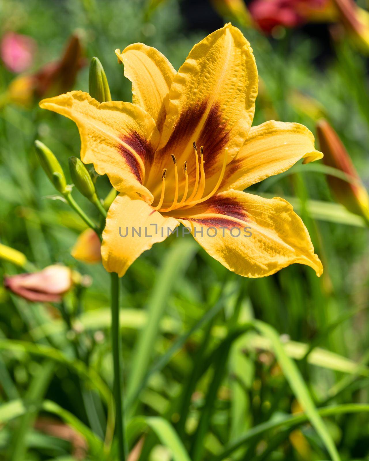 Day lily (Hemerocallis), close up of the flower head