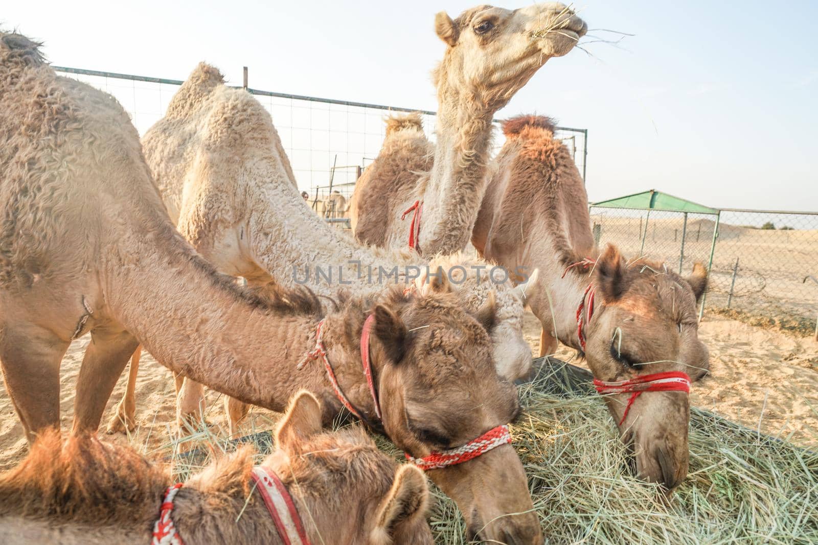 Arabian Desert Camel (United Arab Emirates). Shooting Location: Dubai