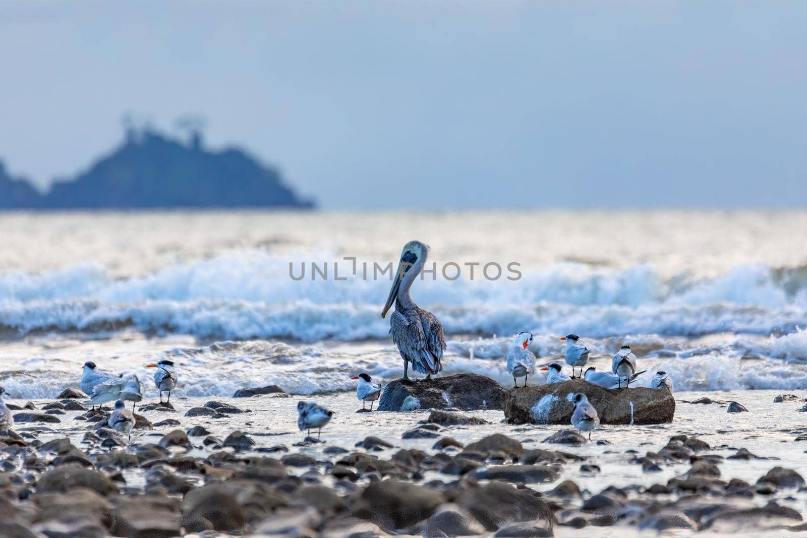 Tarcoles beach with water birds, Costa Rica by artush