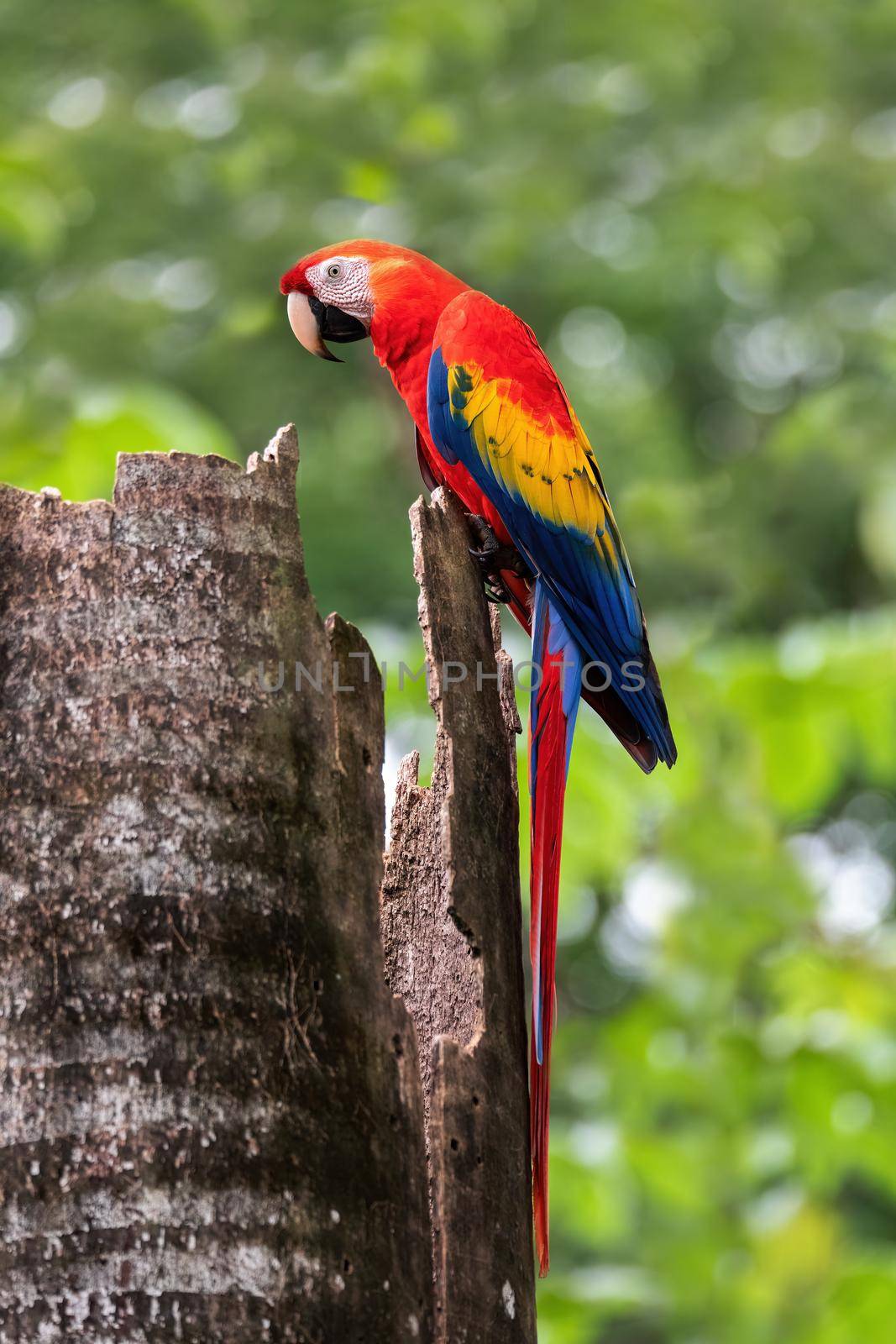 Scarlet macaw, Ara macao, Quepos Costa Rica. by artush